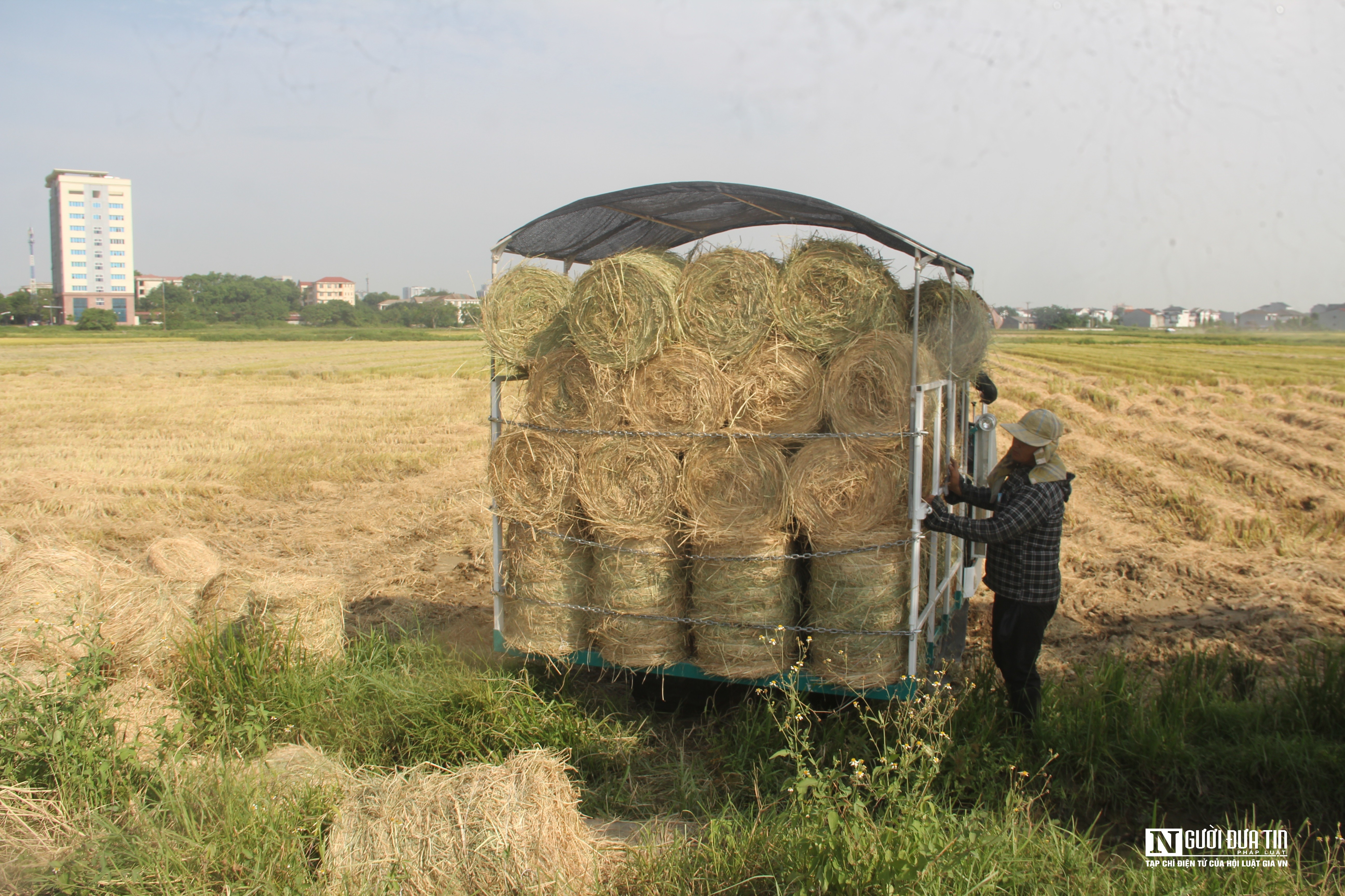 Dân sinh - Vật vã gom rơm dưới nắng 40 độ C, nông dân bỏ túi hàng trăm triệu đồng (Hình 3).