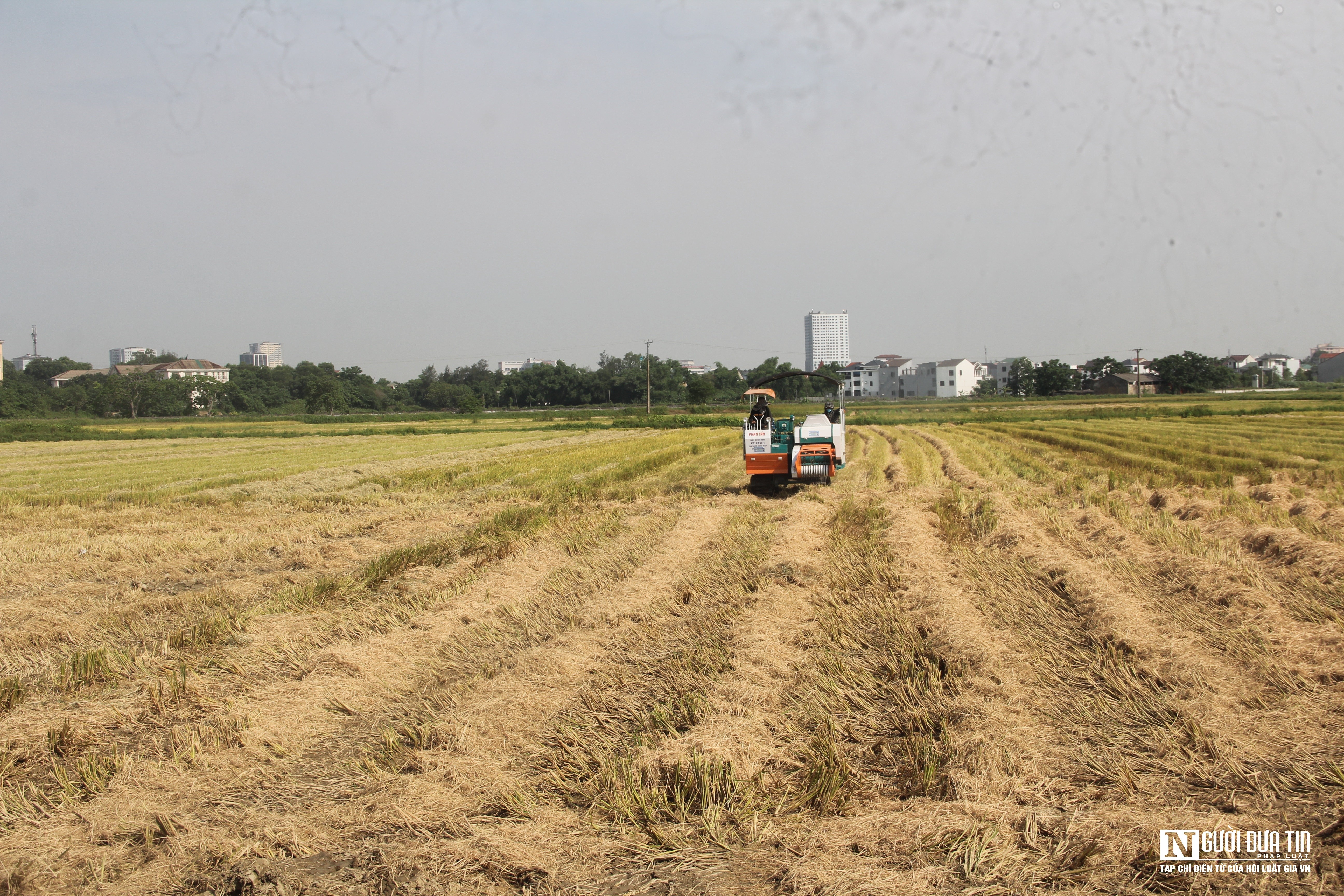 Dân sinh - Vật vã gom rơm dưới nắng 40 độ C, nông dân bỏ túi hàng trăm triệu đồng