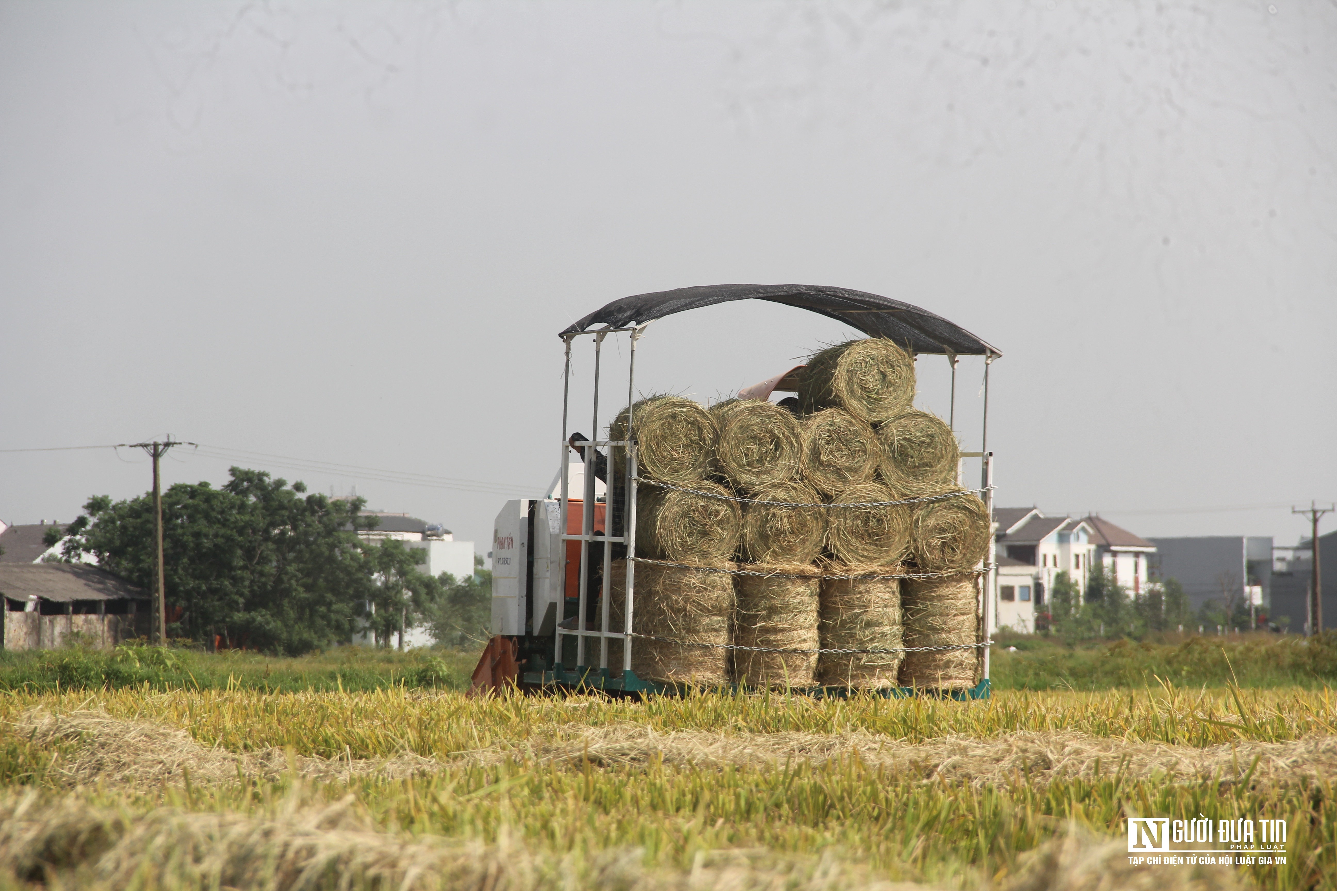 Dân sinh - Vật vã gom rơm dưới nắng 40 độ C, nông dân bỏ túi hàng trăm triệu đồng (Hình 4).