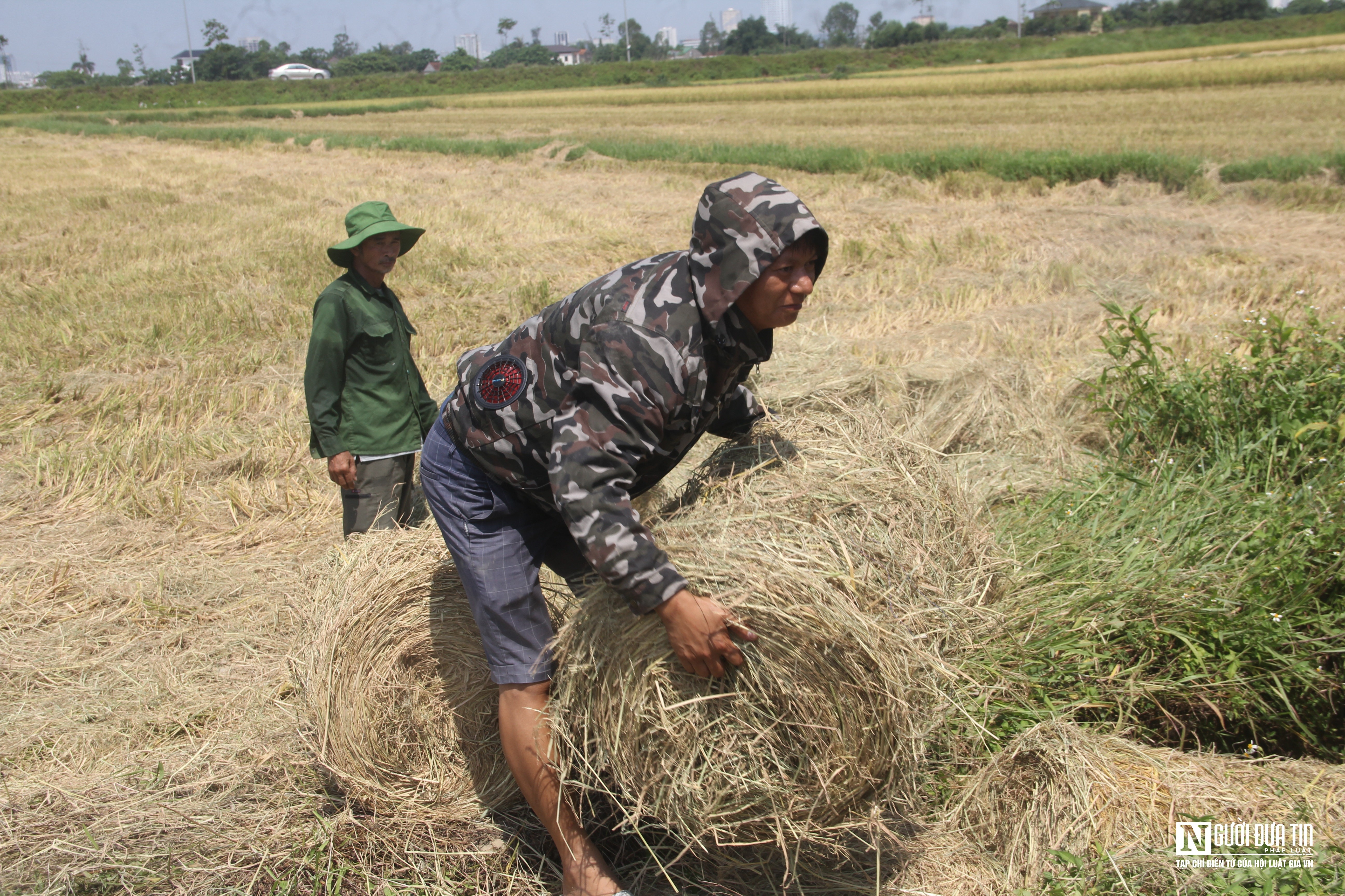 Dân sinh - Vật vã gom rơm dưới nắng 40 độ C, nông dân bỏ túi hàng trăm triệu đồng (Hình 10).