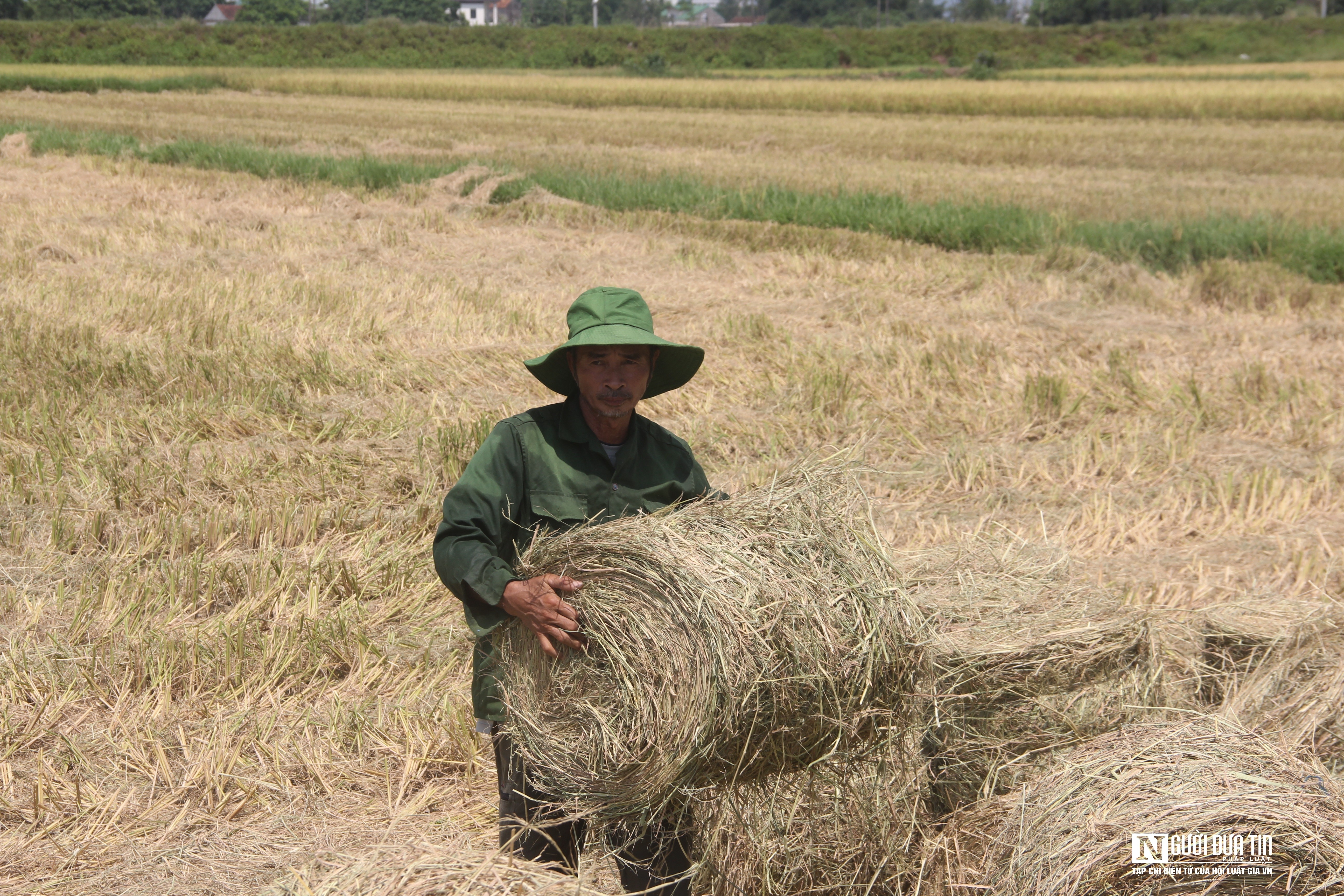 Dân sinh - Vật vã gom rơm dưới nắng 40 độ C, nông dân bỏ túi hàng trăm triệu đồng (Hình 11).