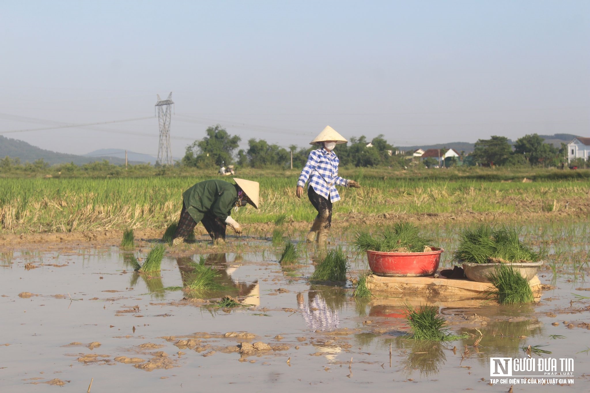 Dân sinh - Tránh nắng nóng, nông dân chong đèn xuống đồng cấy lúa ban đêm