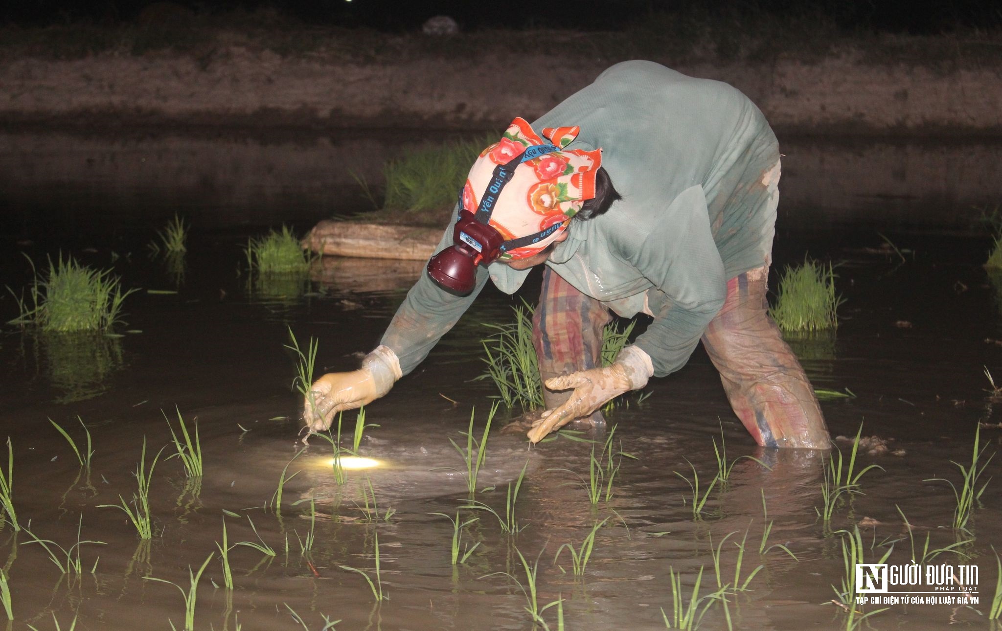 Dân sinh - Tránh nắng nóng, nông dân chong đèn xuống đồng cấy lúa ban đêm (Hình 7).