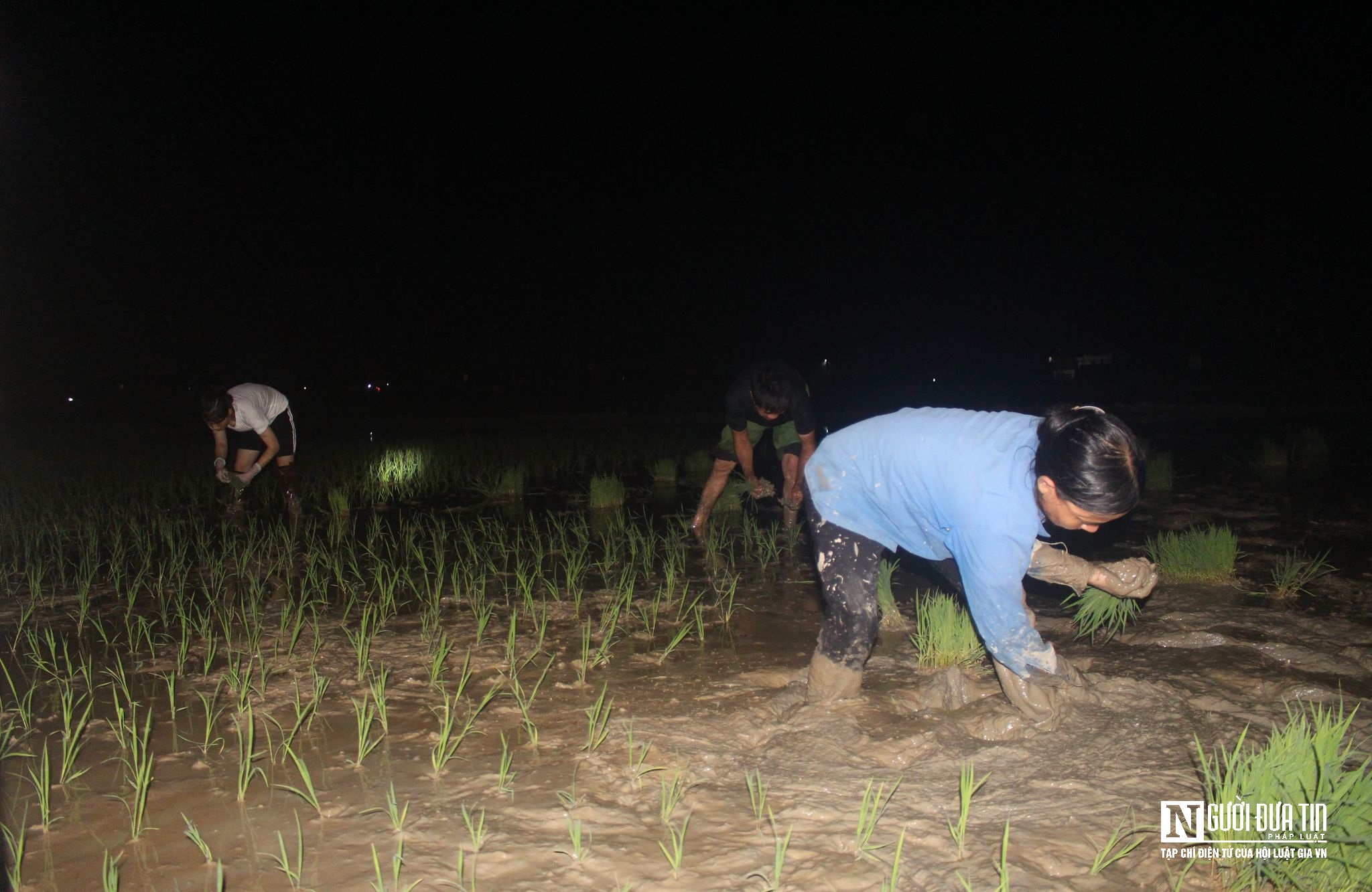 Dân sinh - Tránh nắng nóng, nông dân chong đèn xuống đồng cấy lúa ban đêm (Hình 8).