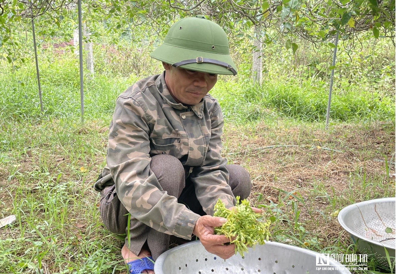 Dân sinh - Người dân kiếm tiền triệu nhờ trồng hoa giải nhiệt được mùa, được giá (Hình 6).