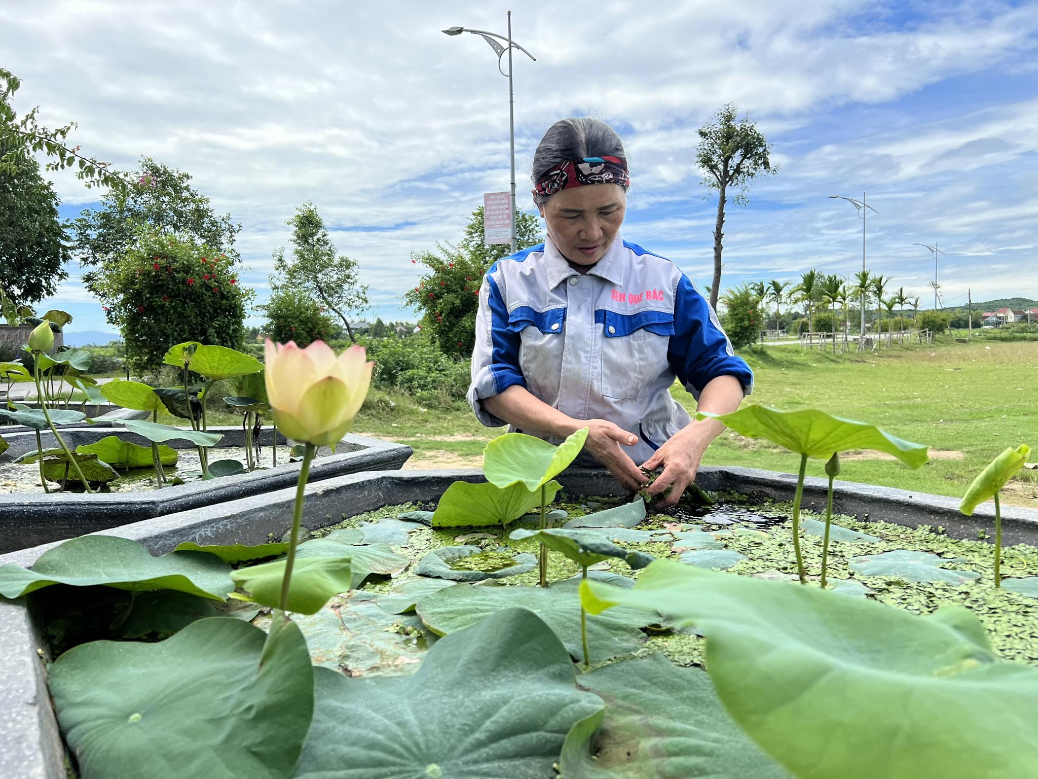 Dân sinh - Cận cảnh cặp sen Tịnh đế Bỉ Ngạn Vàng hiếm có ở xứ Nghệ (Hình 5).