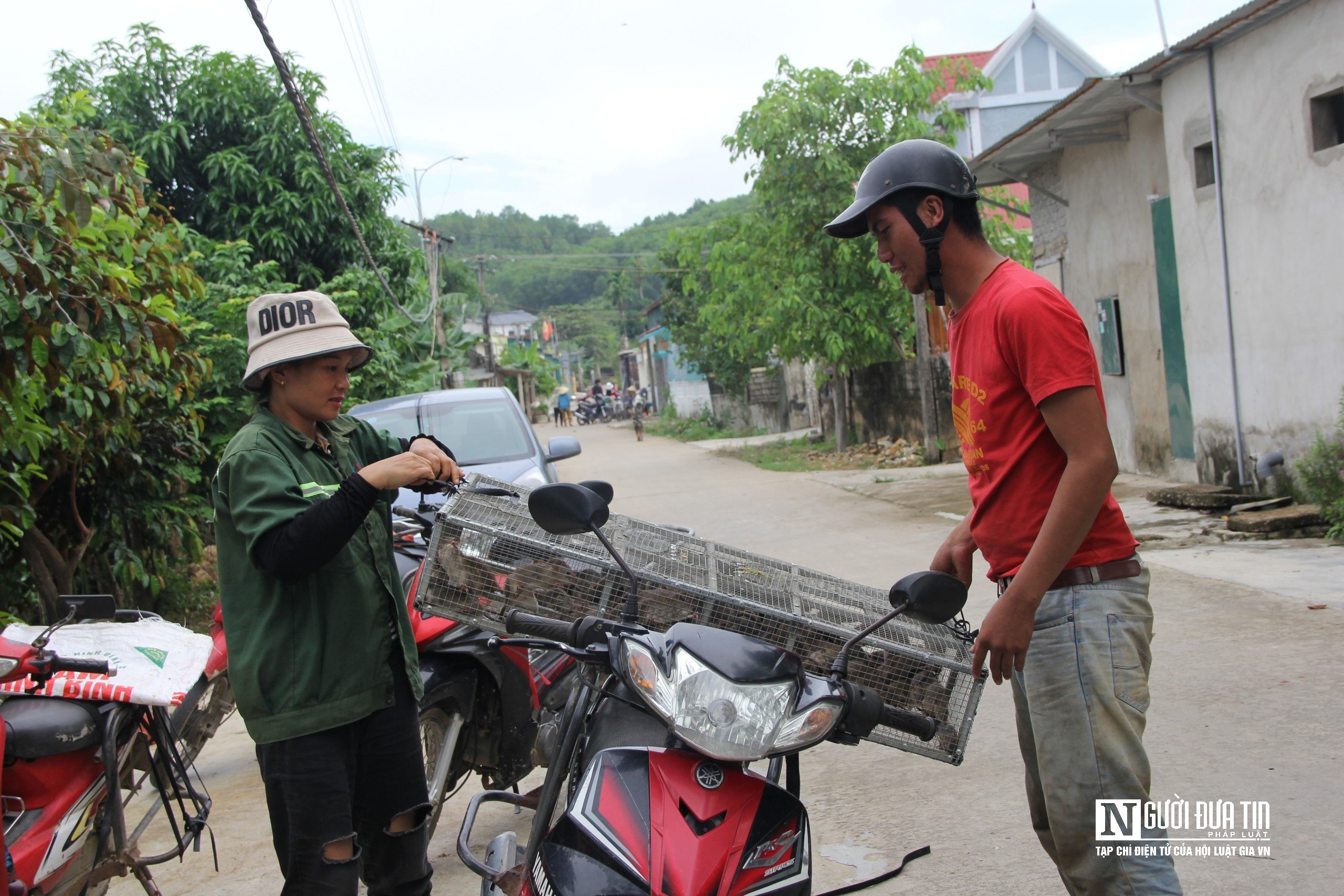 Dân sinh - Người dân bỏ túi tiền triệu mỗi ngày nhờ săn đặc sản chuột đồng (Hình 10).