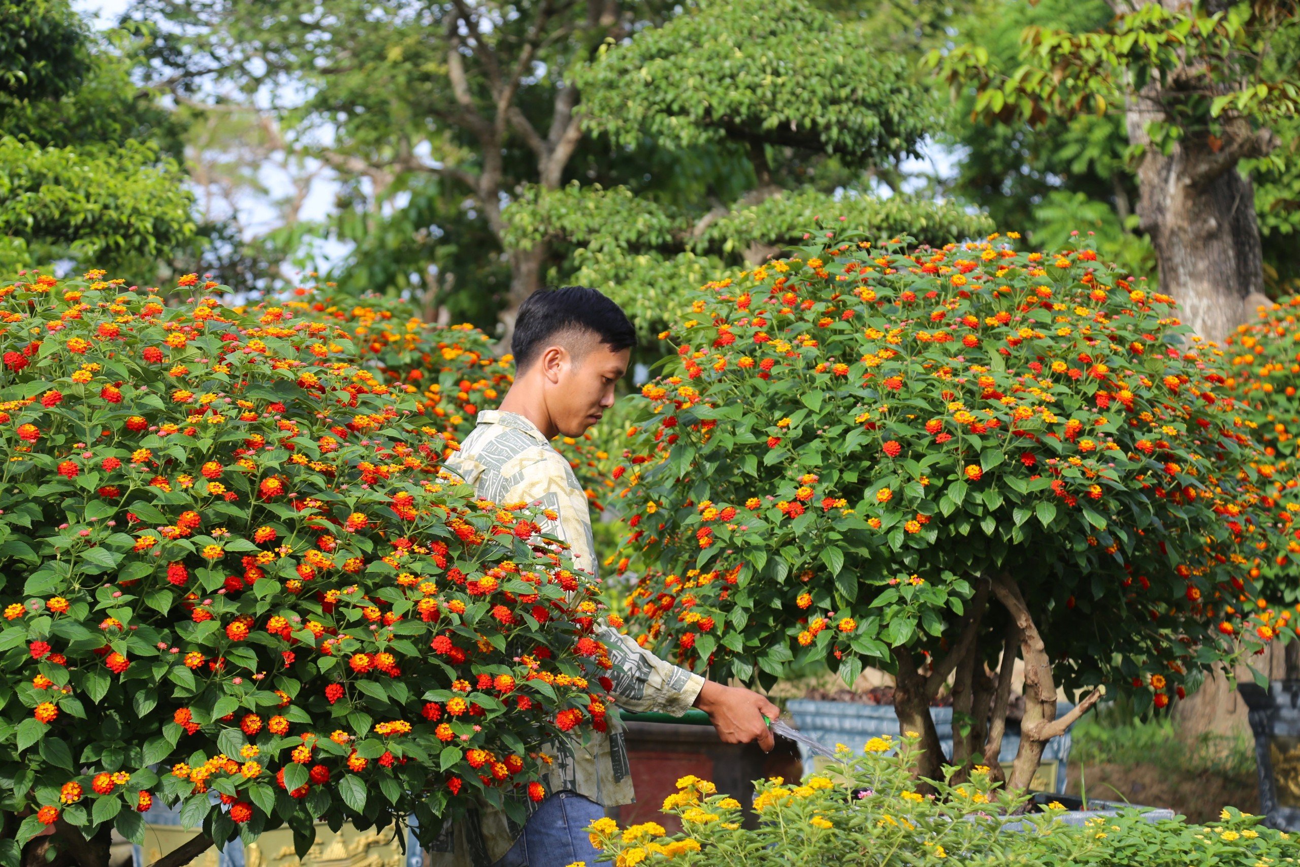 Dân sinh - 'Hô biến' loài hoa dại mọc ven đường thành bonsai hút khách ngày Tết (Hình 3).