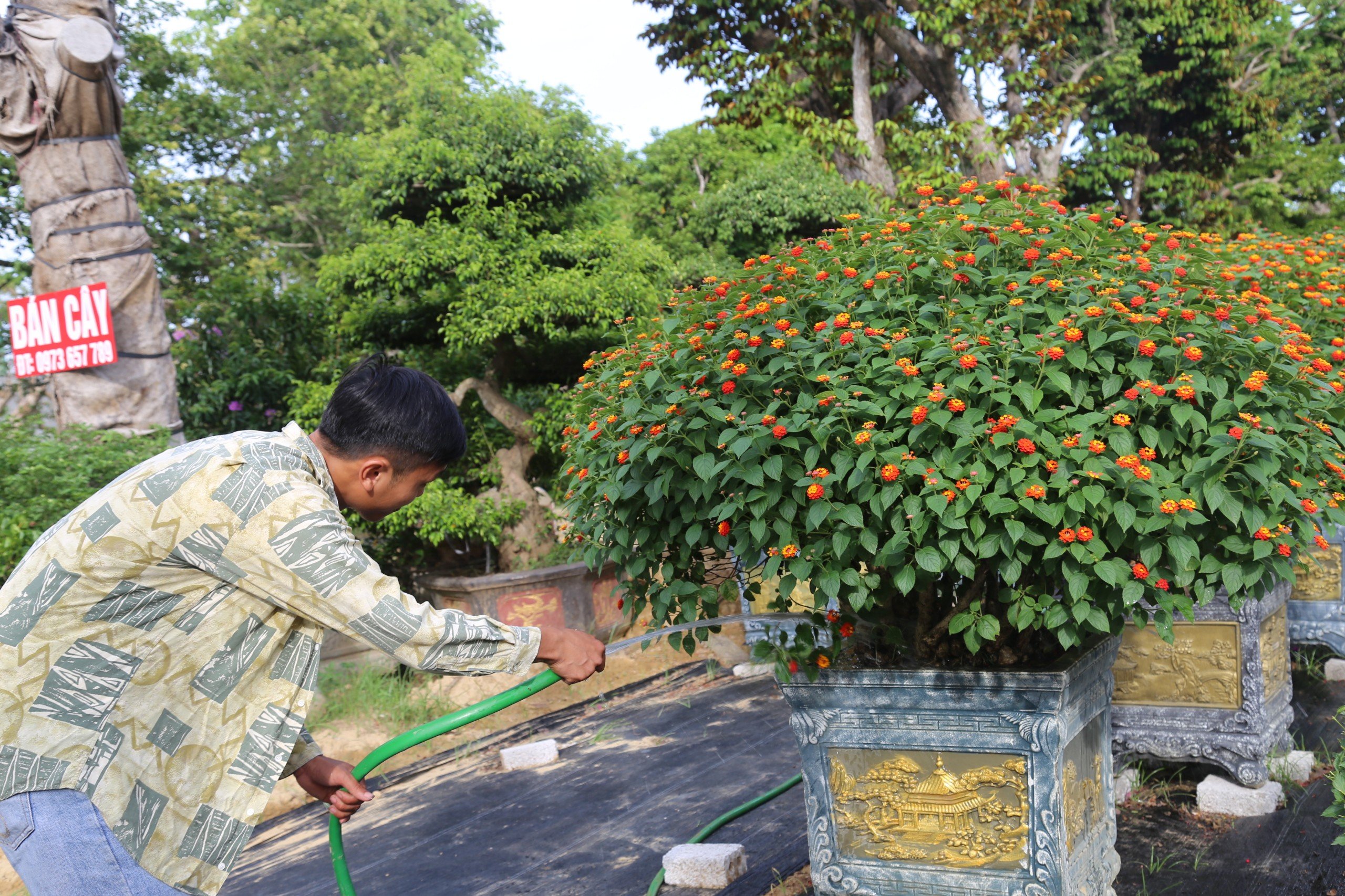 Dân sinh - 'Hô biến' loài hoa dại mọc ven đường thành bonsai hút khách ngày Tết (Hình 6).