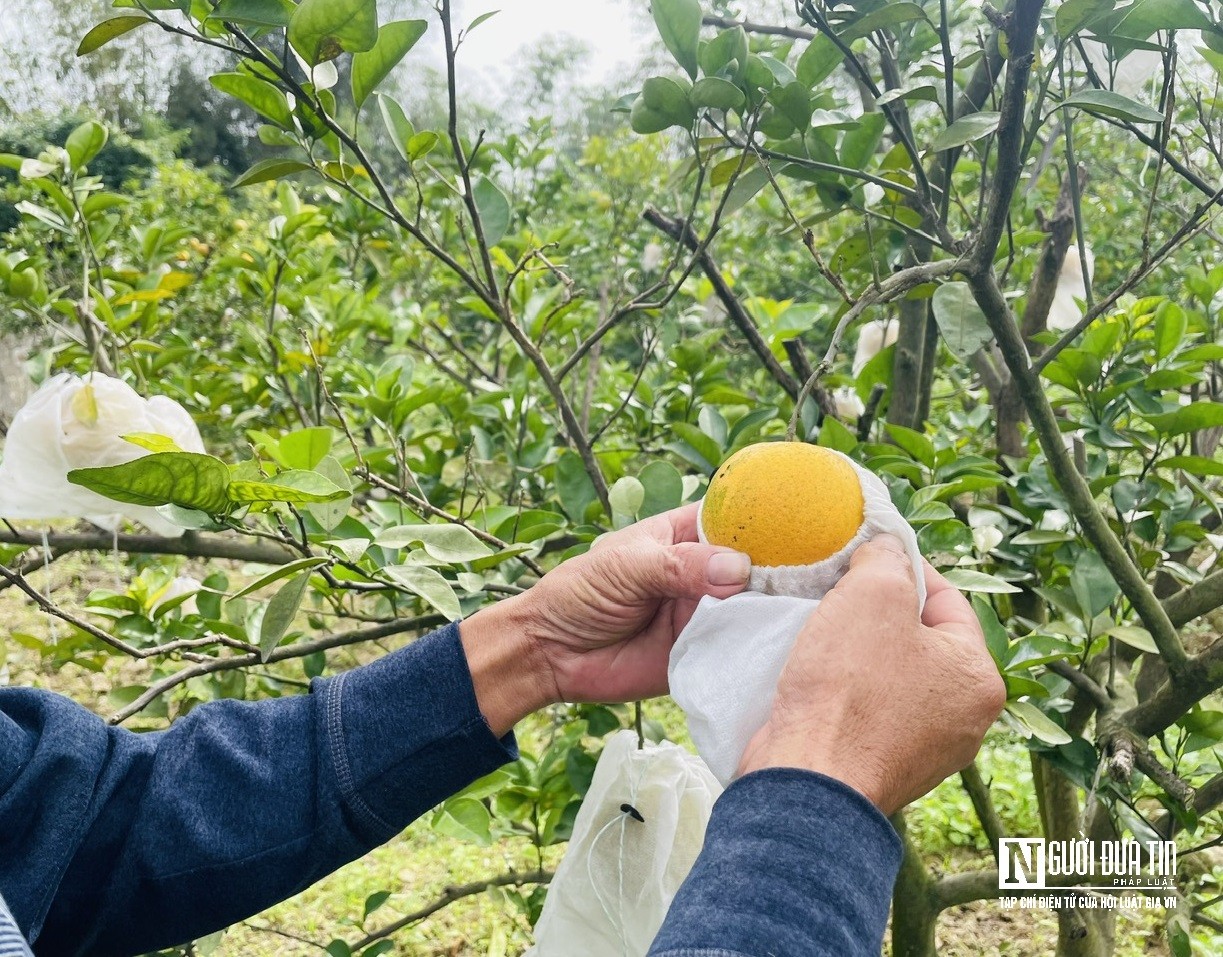 Dân sinh - Đặc sản 'tiến vua' rụng hàng loạt, nông dân thất thu khi Tết cận kề (Hình 7).