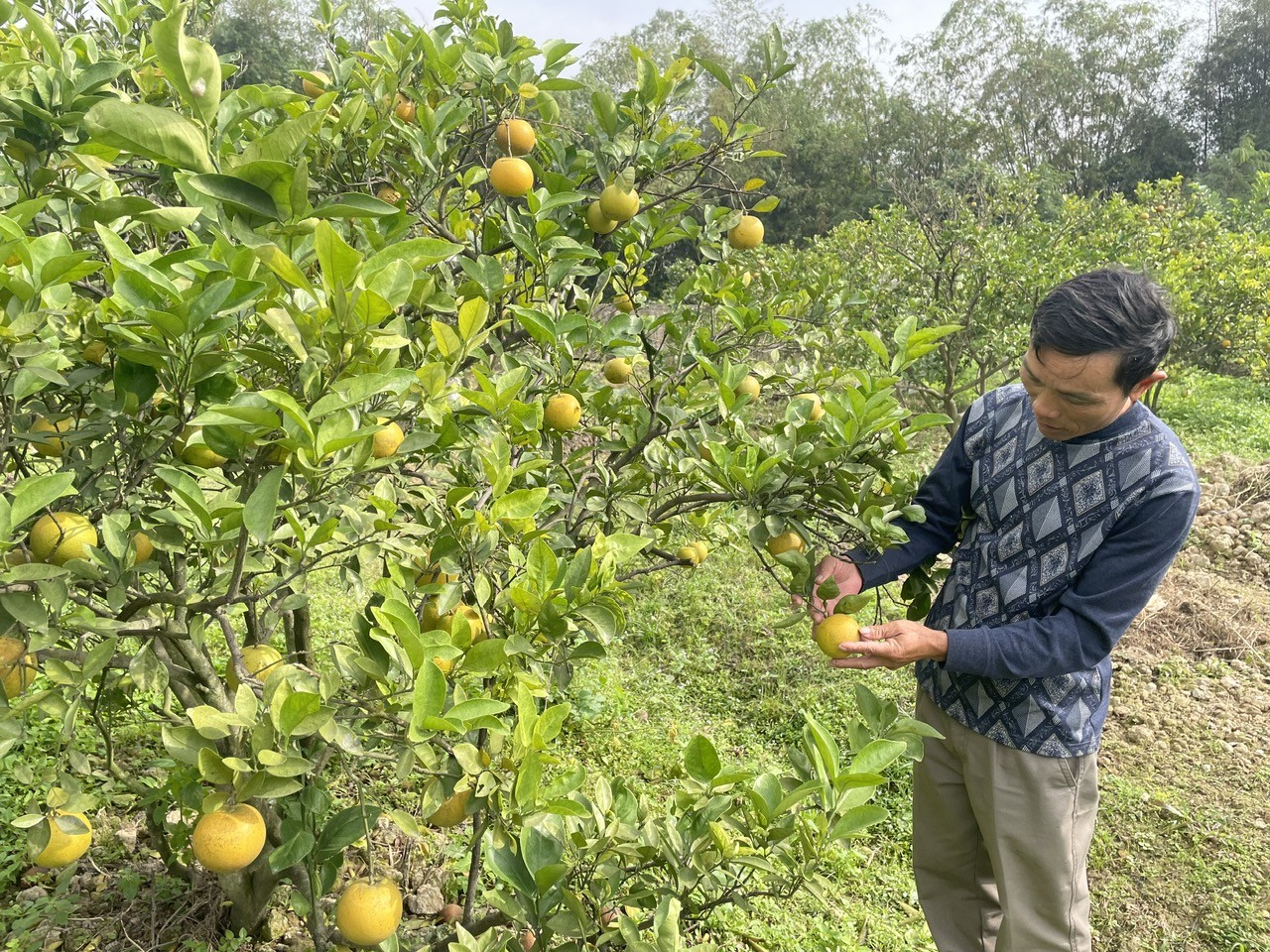 Dân sinh - Đặc sản 'tiến vua' rụng hàng loạt, nông dân thất thu khi Tết cận kề