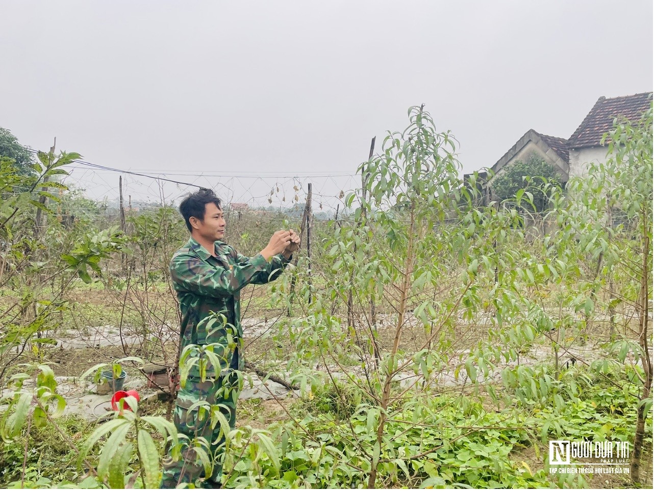 Dân sinh - Nghệ An: Người dân tất bật tuốt lá chờ đào nở đúng dịp Tết (Hình 2).