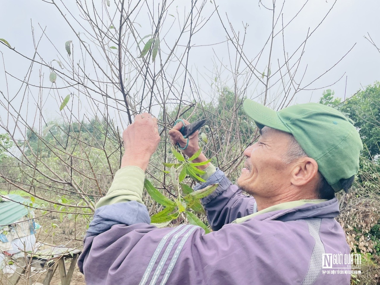 Dân sinh - Nghệ An: Người dân tất bật tuốt lá chờ đào nở đúng dịp Tết (Hình 6).