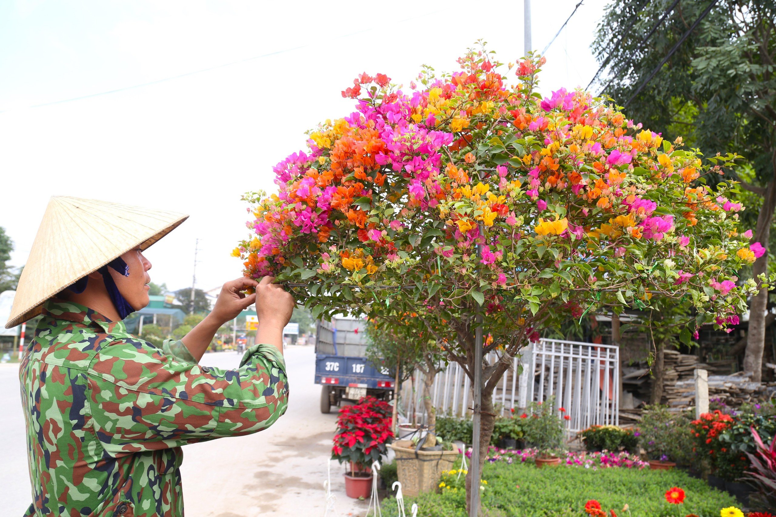 Dân sinh - Hoa giấy rực rỡ khoe sắc 'hút khách' dịp Tết  (Hình 5).