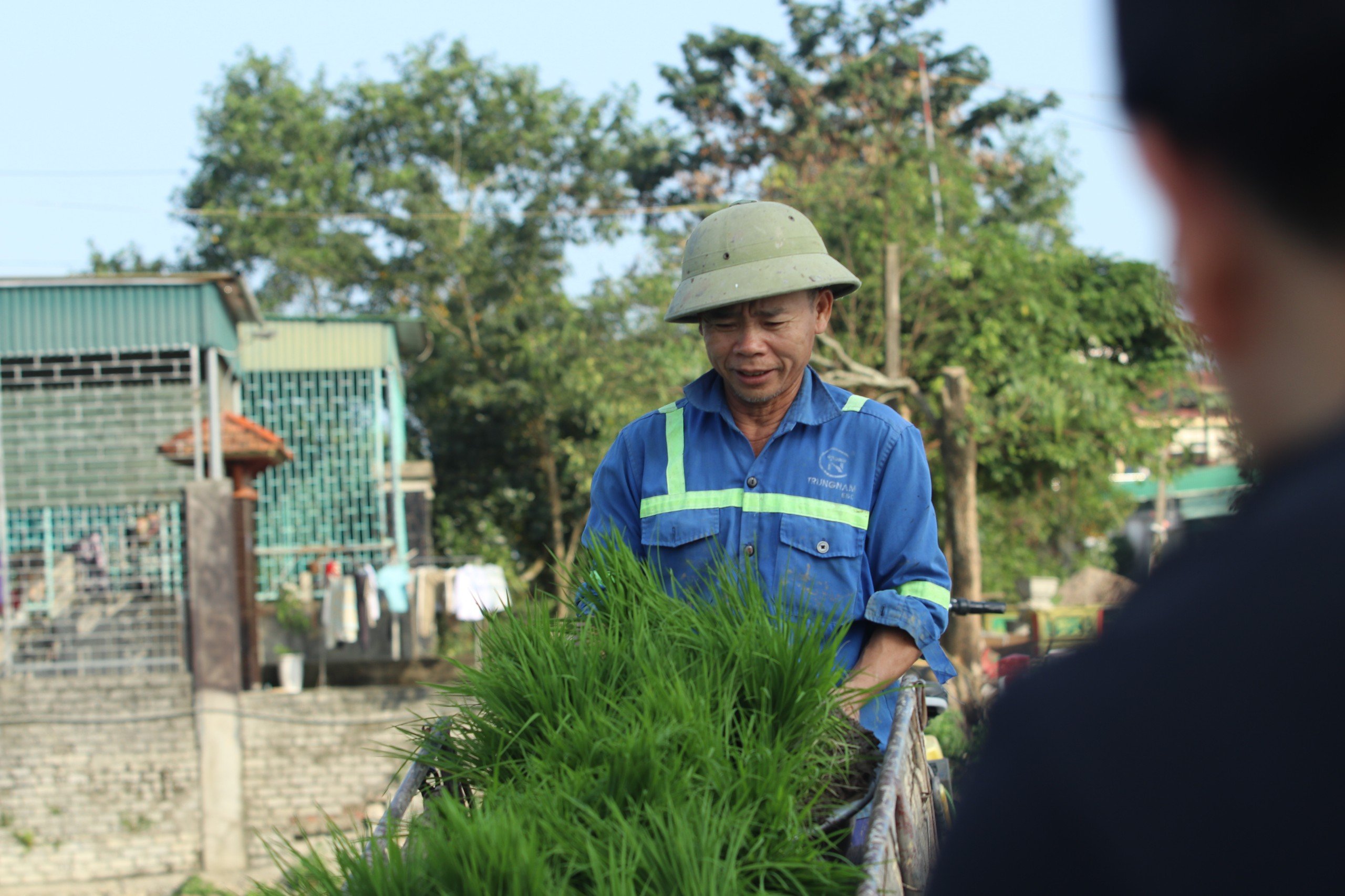 Dân sinh - Nông dân cấy thuê kiếm nửa triệu/ngày dịp cận Tết (Hình 6).