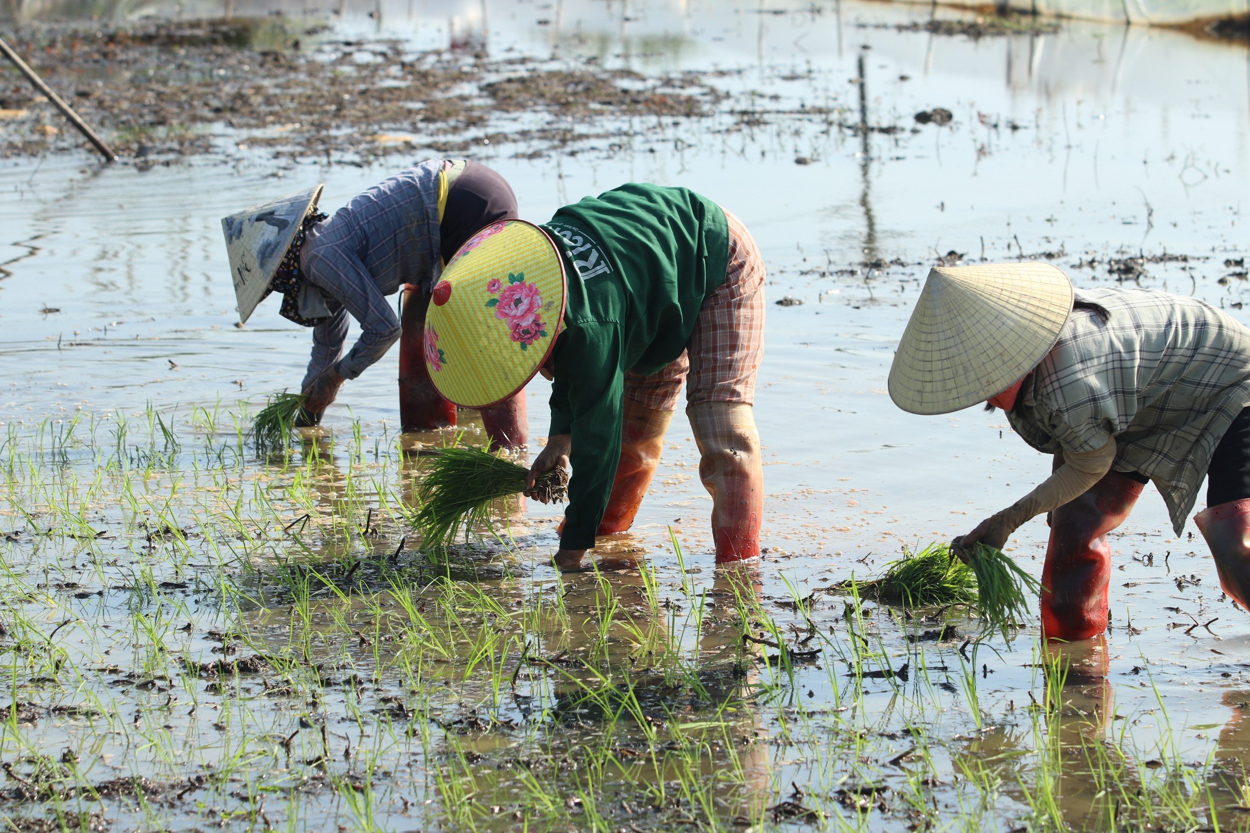 Dân sinh - Nông dân cấy thuê kiếm nửa triệu/ngày dịp cận Tết (Hình 9).