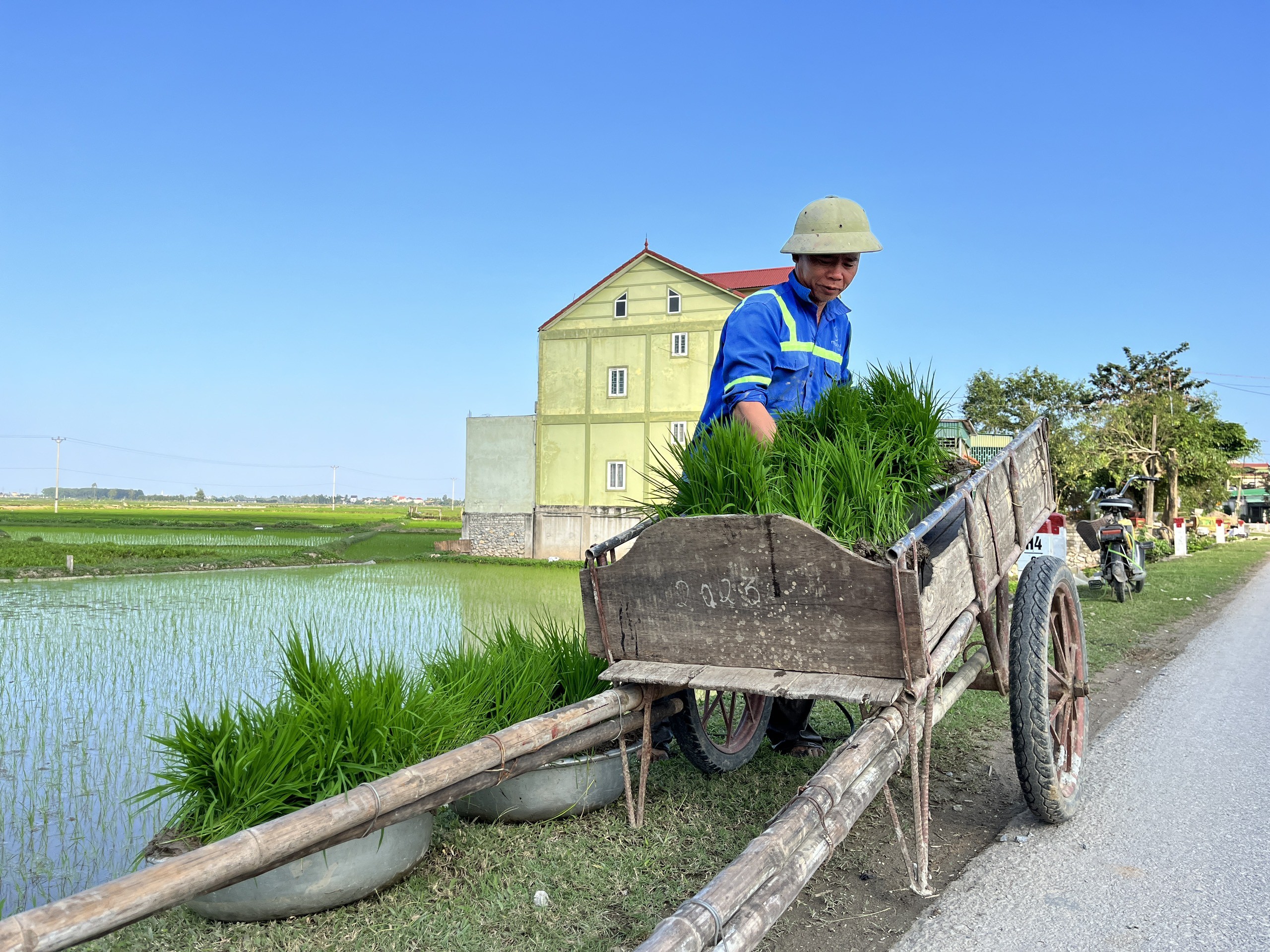 Dân sinh - Nông dân cấy thuê kiếm nửa triệu/ngày dịp cận Tết (Hình 8).