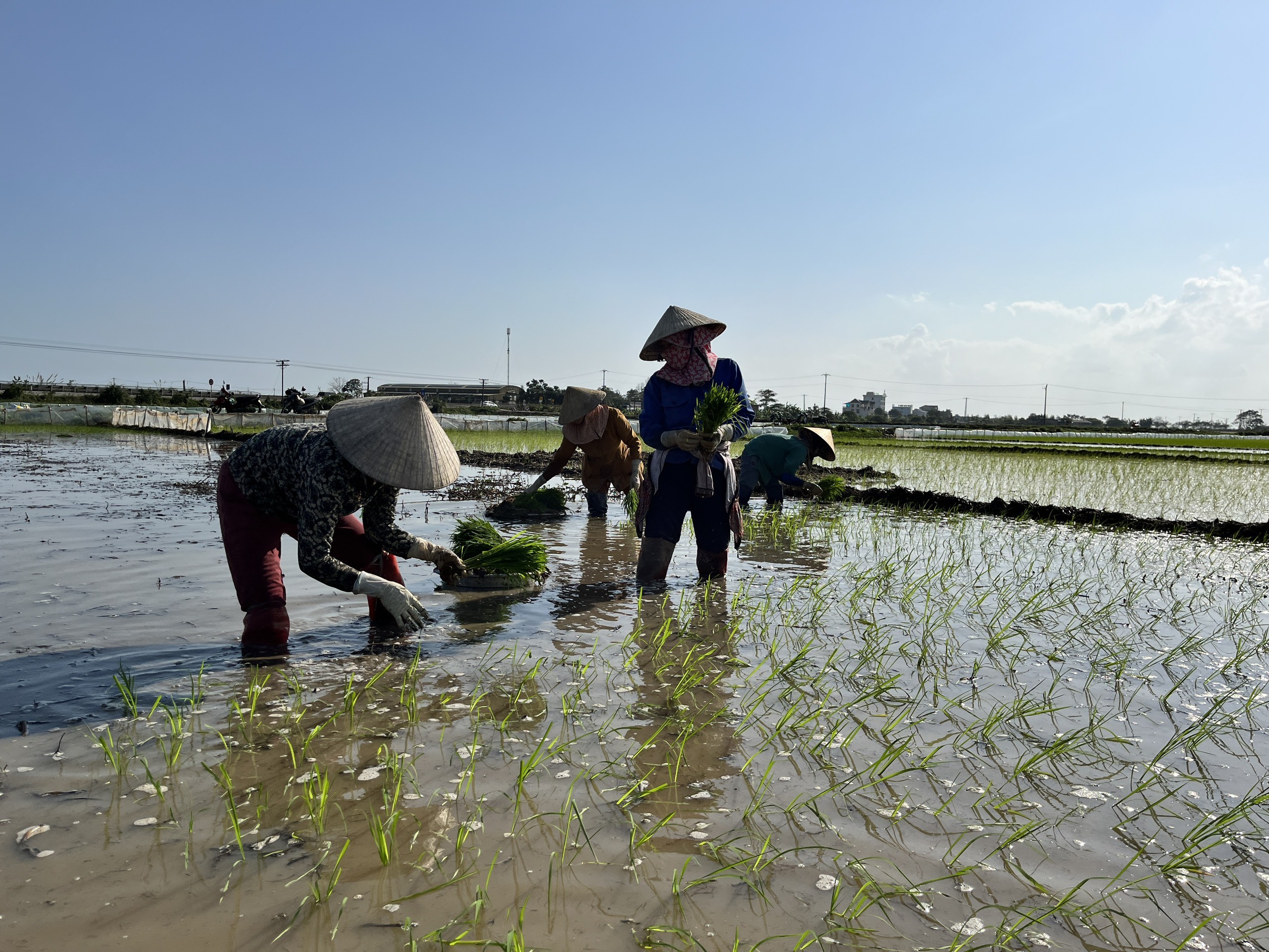 Dân sinh - Nông dân cấy thuê kiếm nửa triệu/ngày dịp cận Tết (Hình 12).