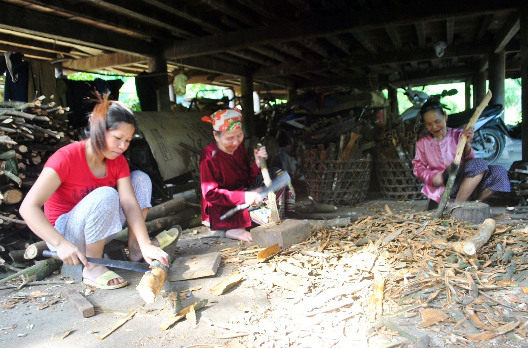 Dân sinh - Khát vọng đổi đời cùng cây “đặc sản” trên đất Quế Phong (Hình 2).