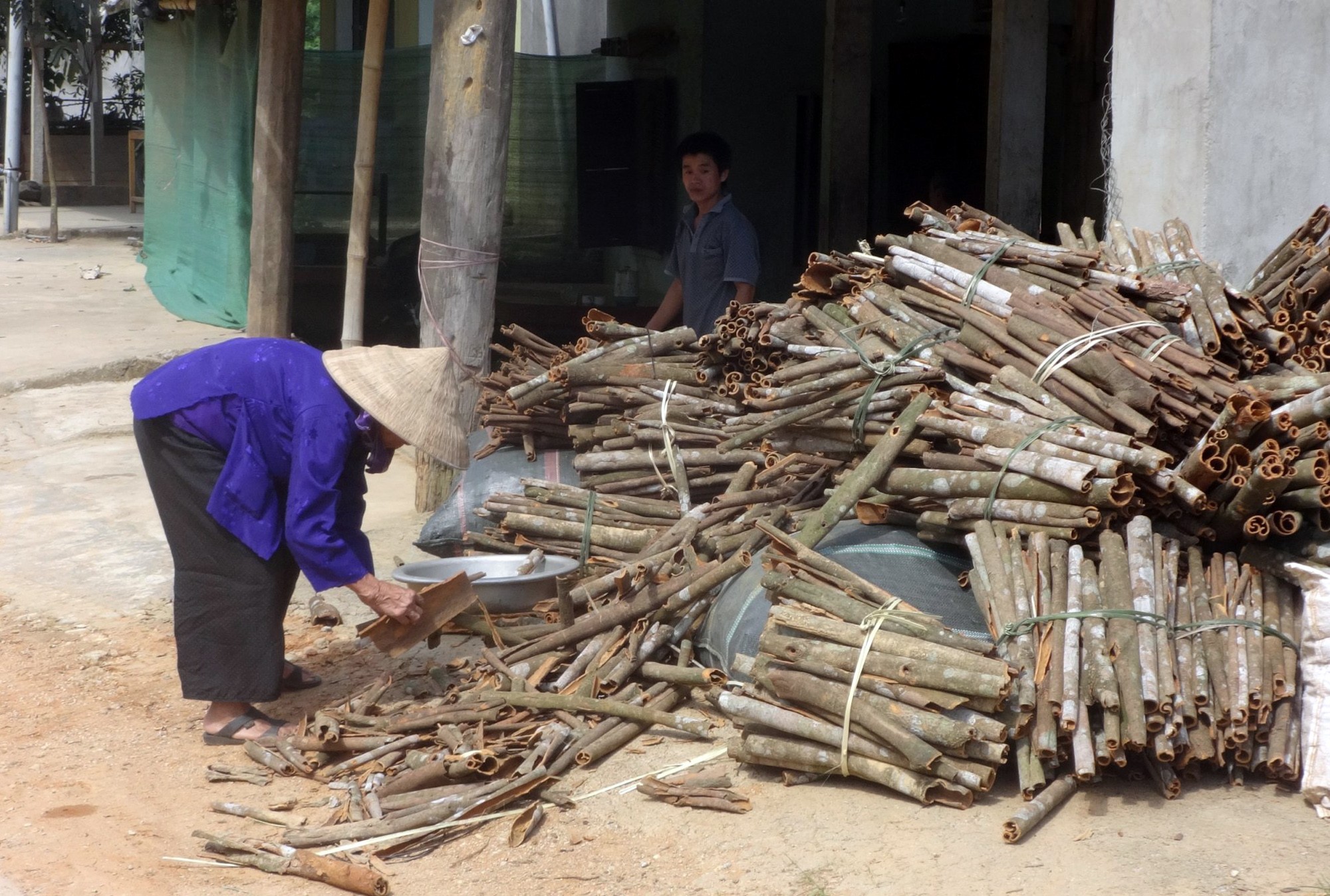 Dân sinh - Khát vọng đổi đời cùng cây “đặc sản” trên đất Quế Phong (Hình 4).