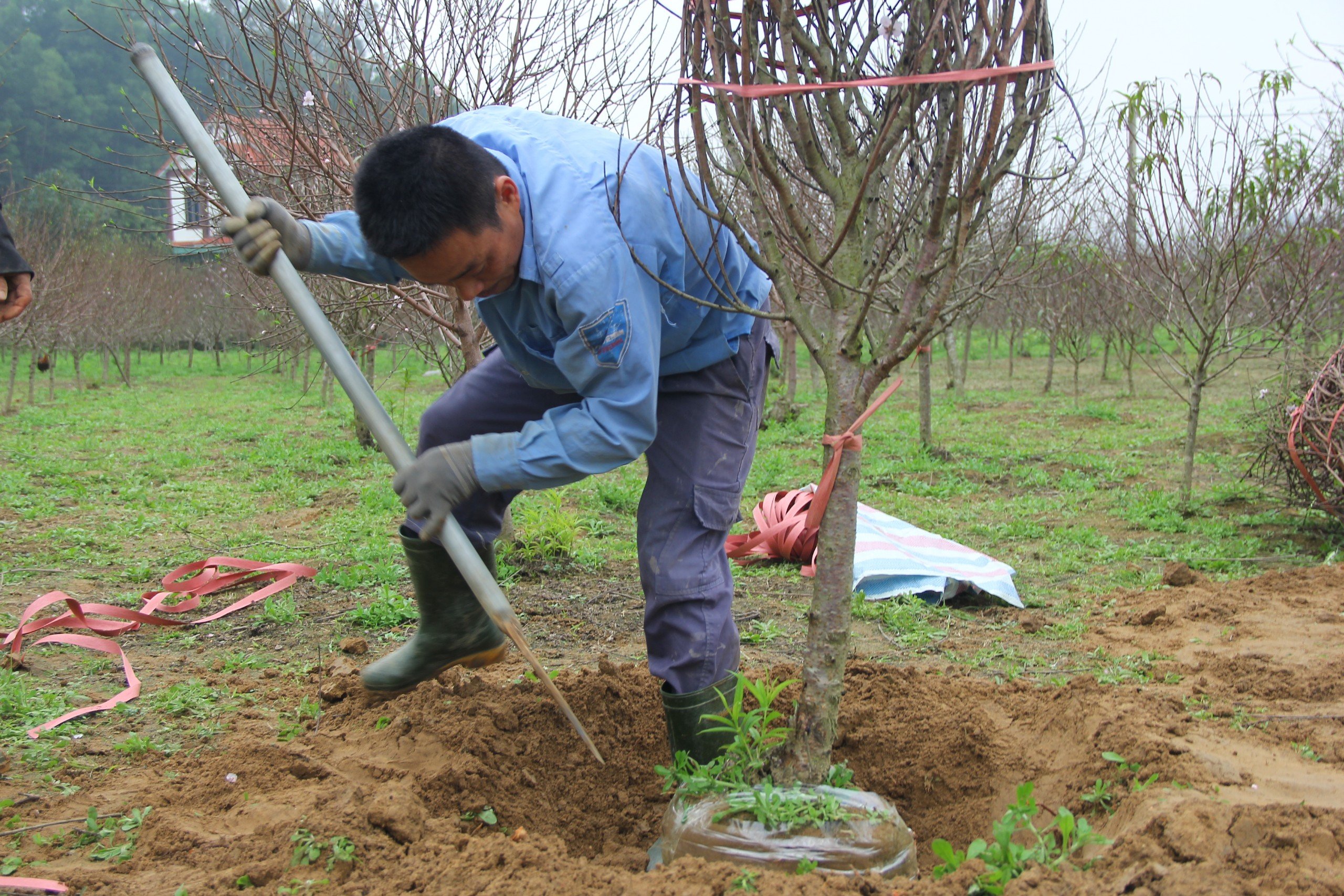 Dân sinh - Kiếm tiền triệu từ nghề 'đánh' gốc đào thuê dịp cận Tết (Hình 4).