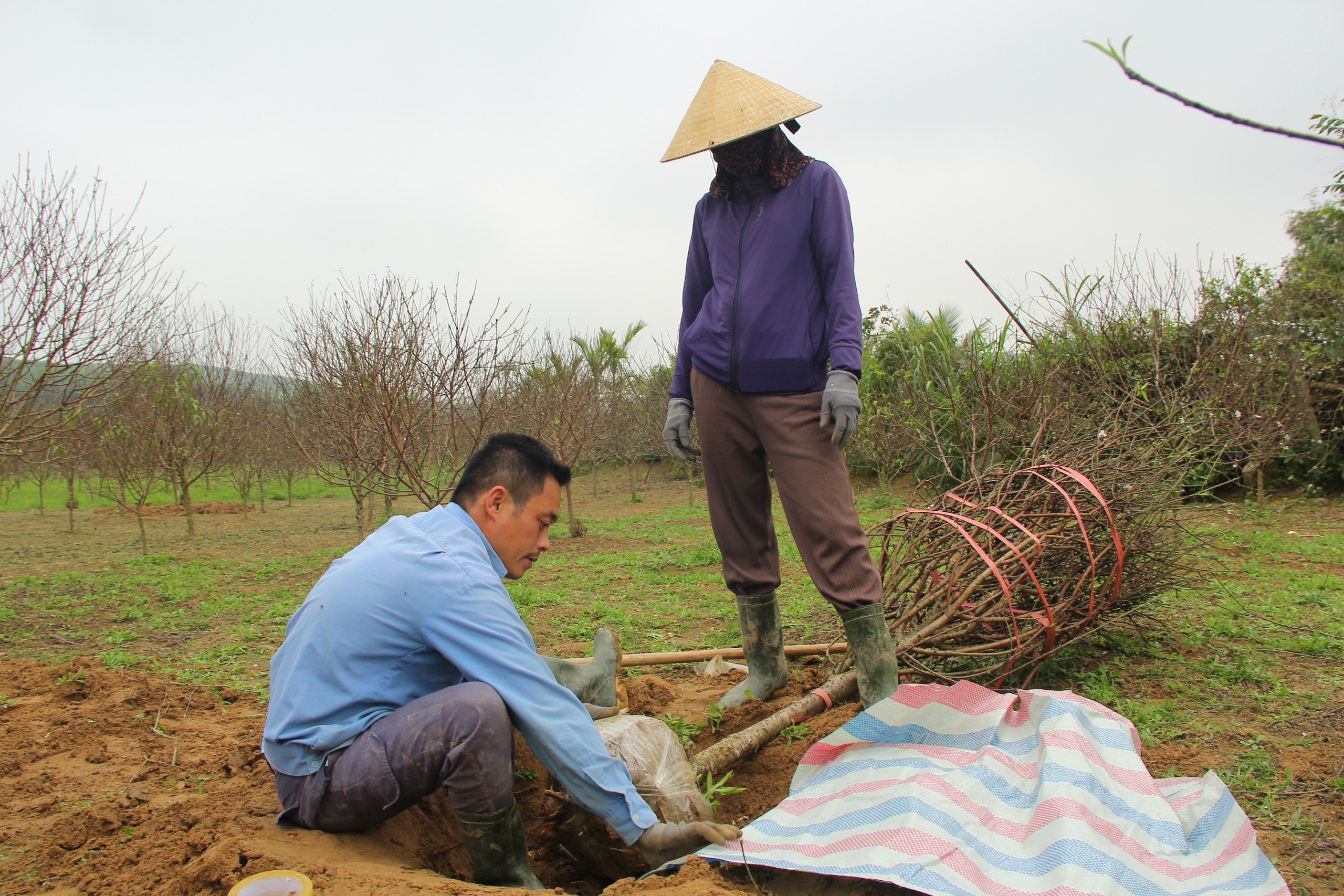 Dân sinh - Kiếm tiền triệu từ nghề 'đánh' gốc đào thuê dịp cận Tết (Hình 6).