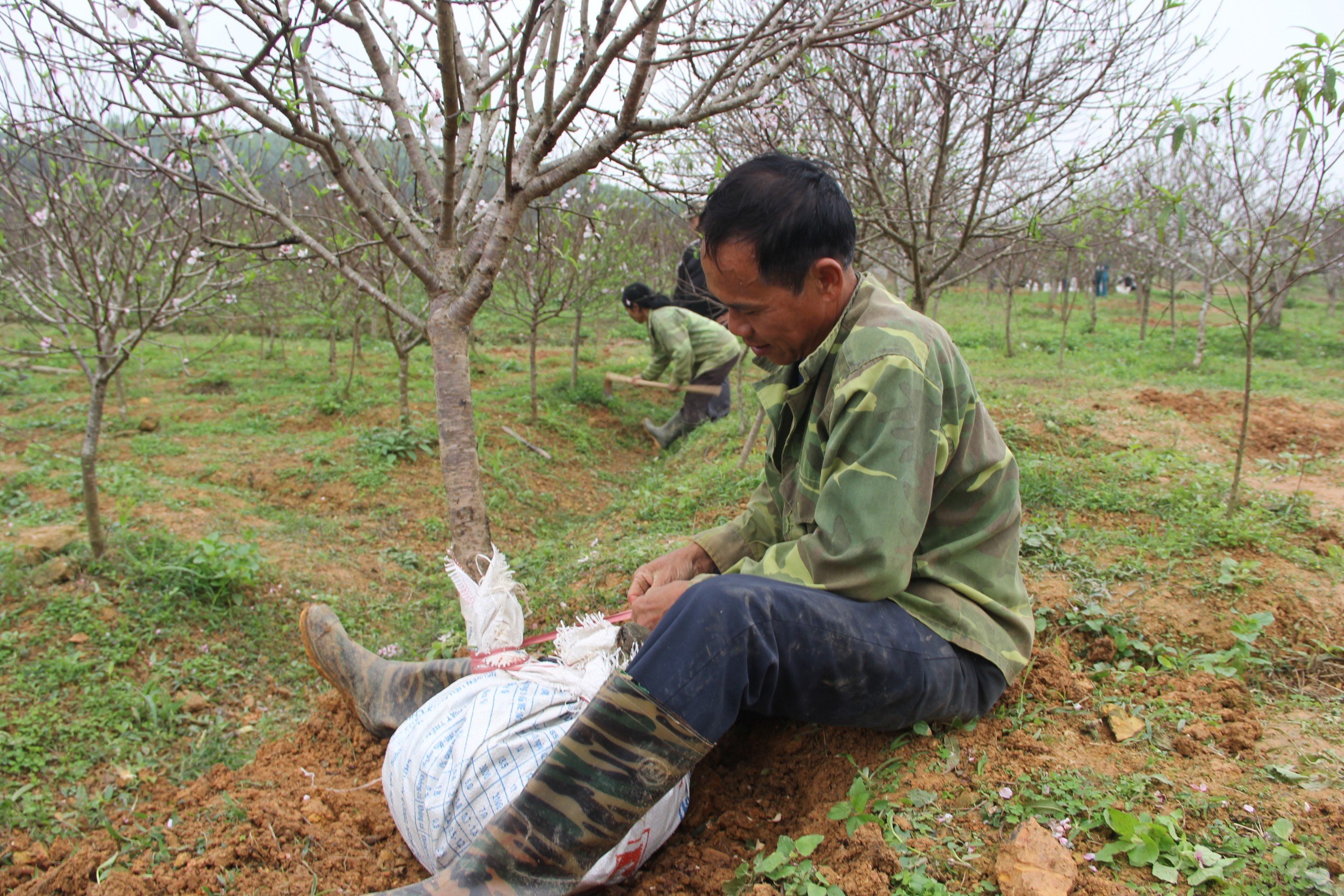 Dân sinh - Kiếm tiền triệu từ nghề 'đánh' gốc đào thuê dịp cận Tết (Hình 3).