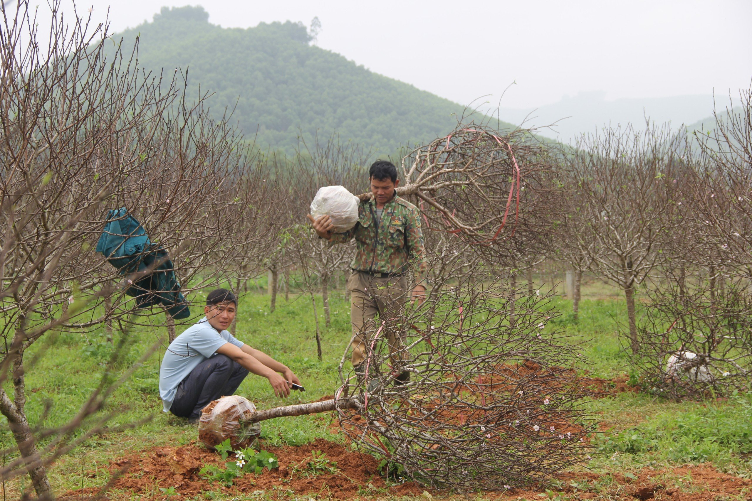 Dân sinh - Kiếm tiền triệu từ nghề 'đánh' gốc đào thuê dịp cận Tết (Hình 2).