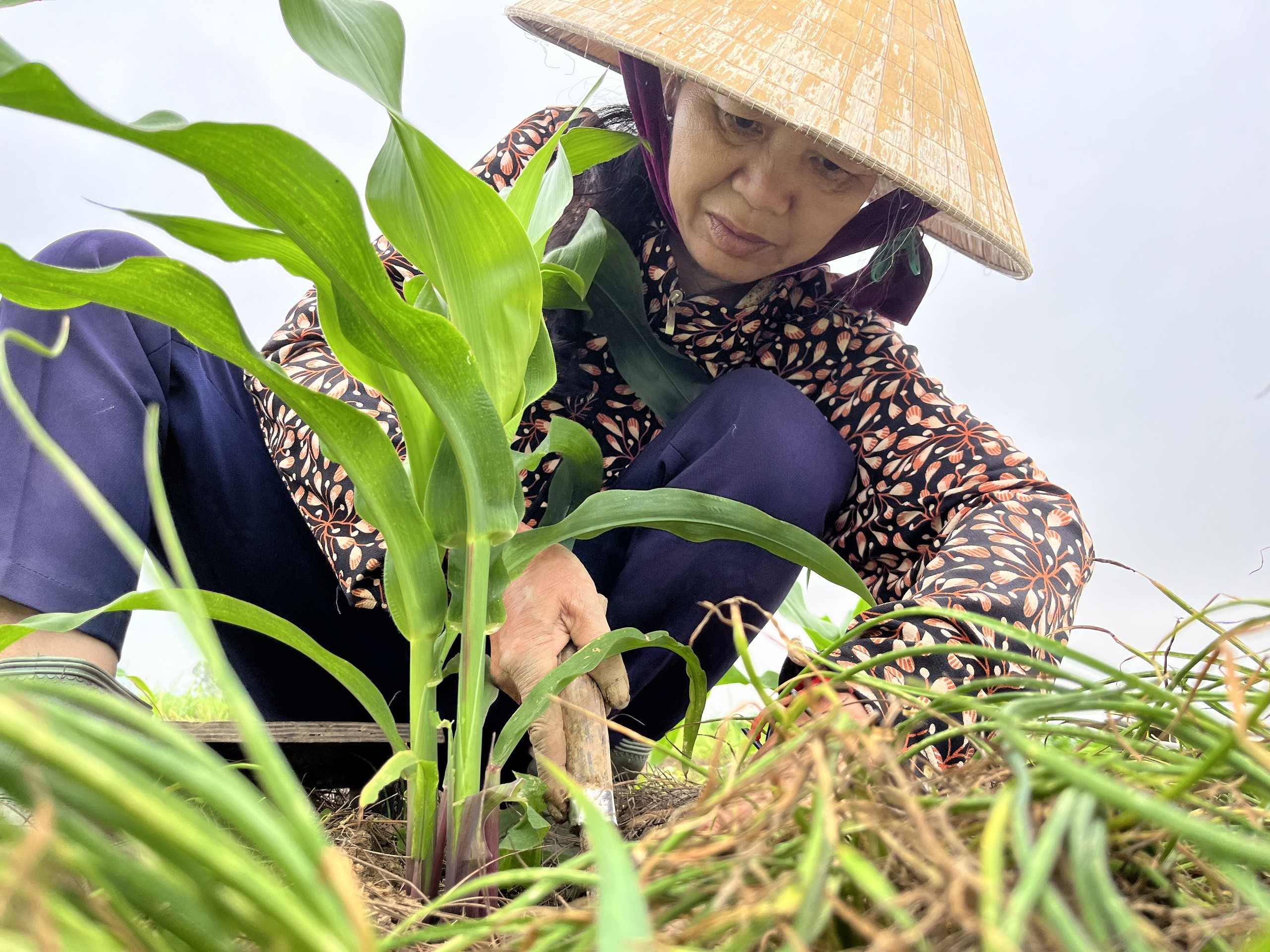 Dân sinh - Nông dân xứ Nghệ bội thu vì giá hành tăm đầu mùa tăng cao (Hình 5).