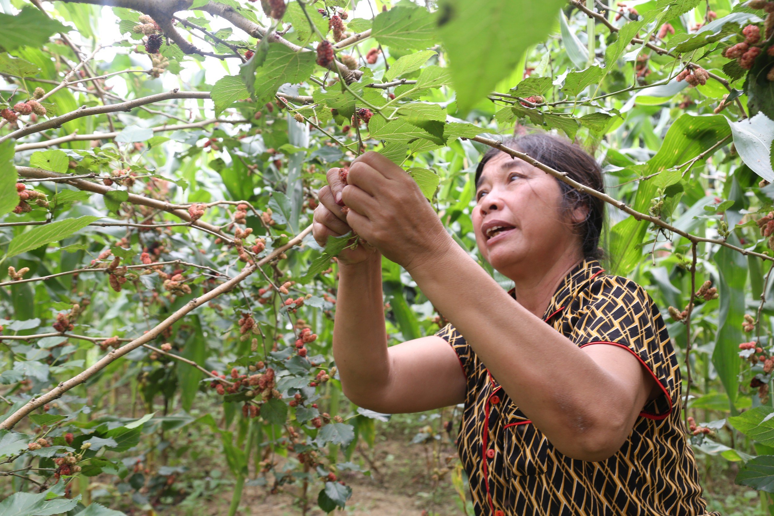 Dân sinh - Dâu tằm vào vụ, nông dân kiếm tiền triệu mỗi ngày  (Hình 3).