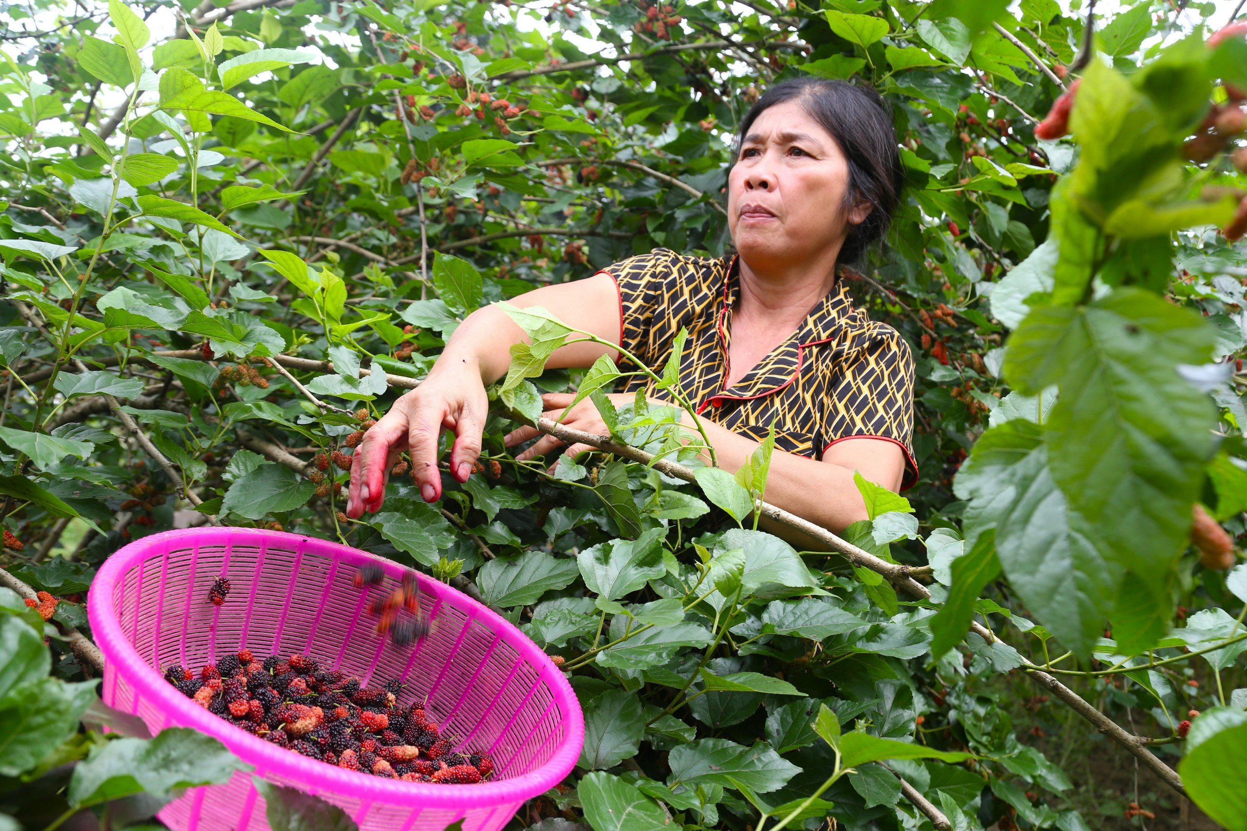 Dân sinh - Dâu tằm vào vụ, nông dân kiếm tiền triệu mỗi ngày  (Hình 2).