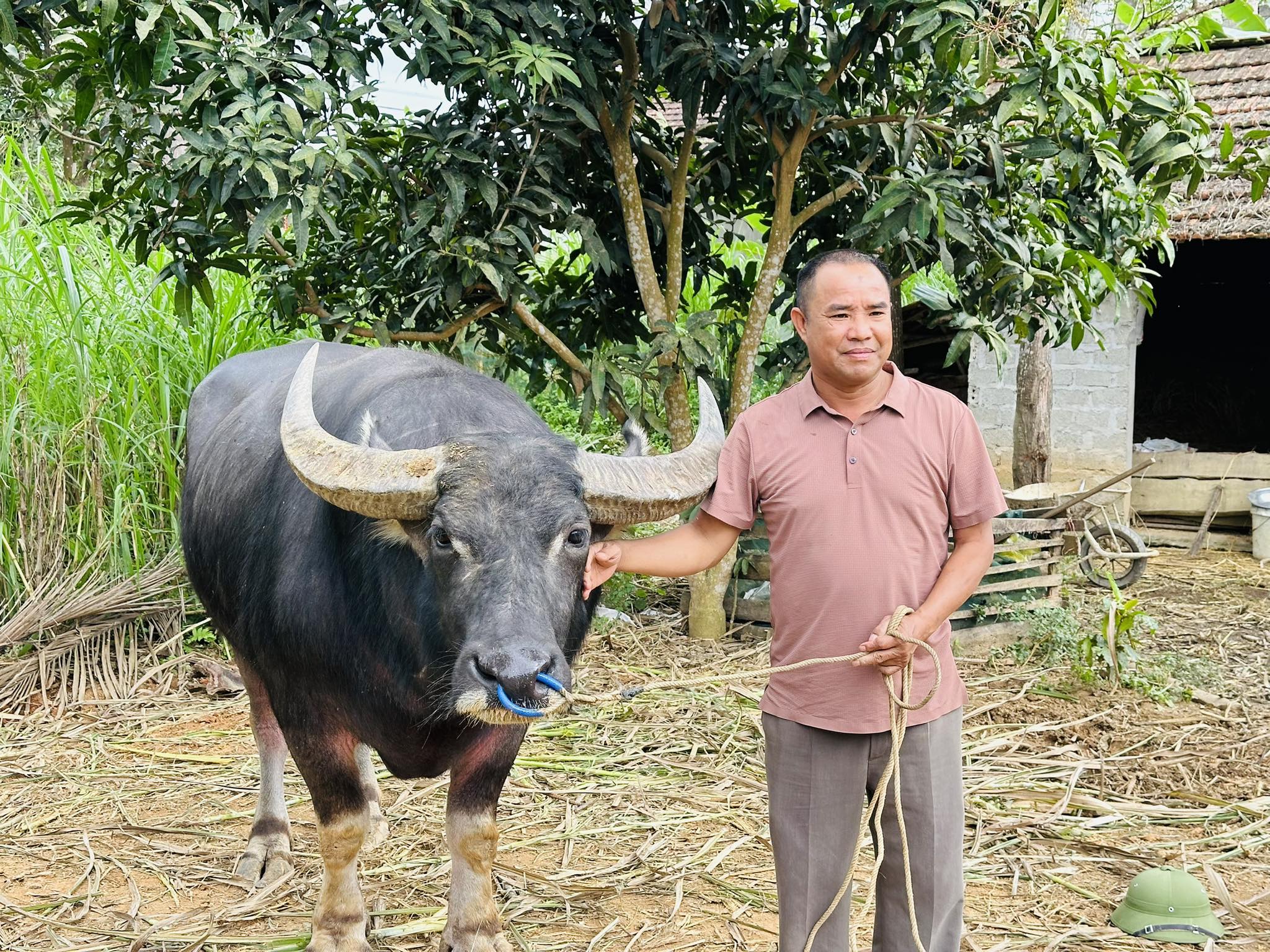 Đời sống - Lão nông hé lộ tuyệt kỹ nghề luyện trâu chọi cho thu nhập 'khủng' (Hình 4).