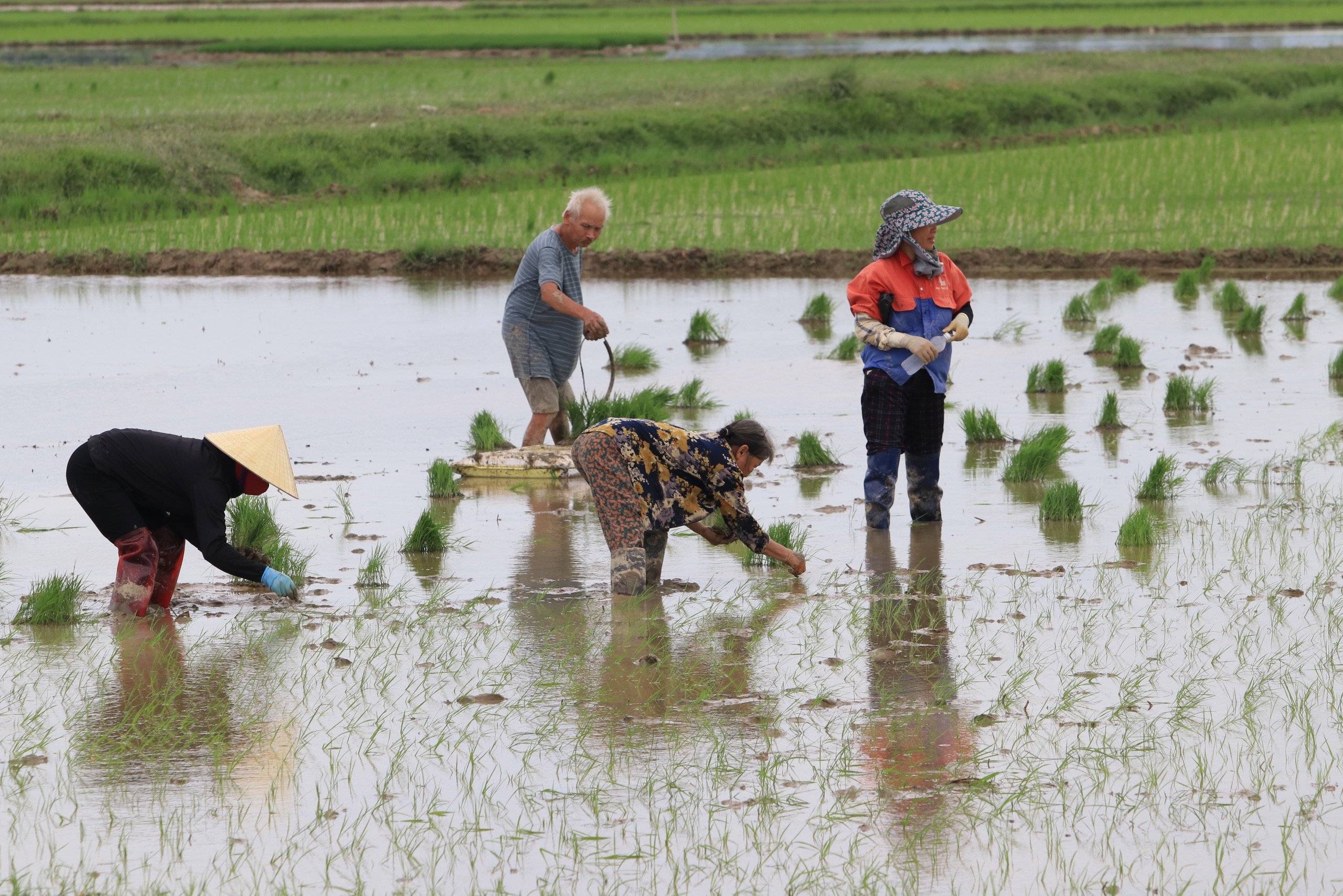 Dân sinh - Trả gần nửa triệu/ngày, chủ ruộng vẫn 'vàng mắt' tìm người cấy thuê (Hình 8).