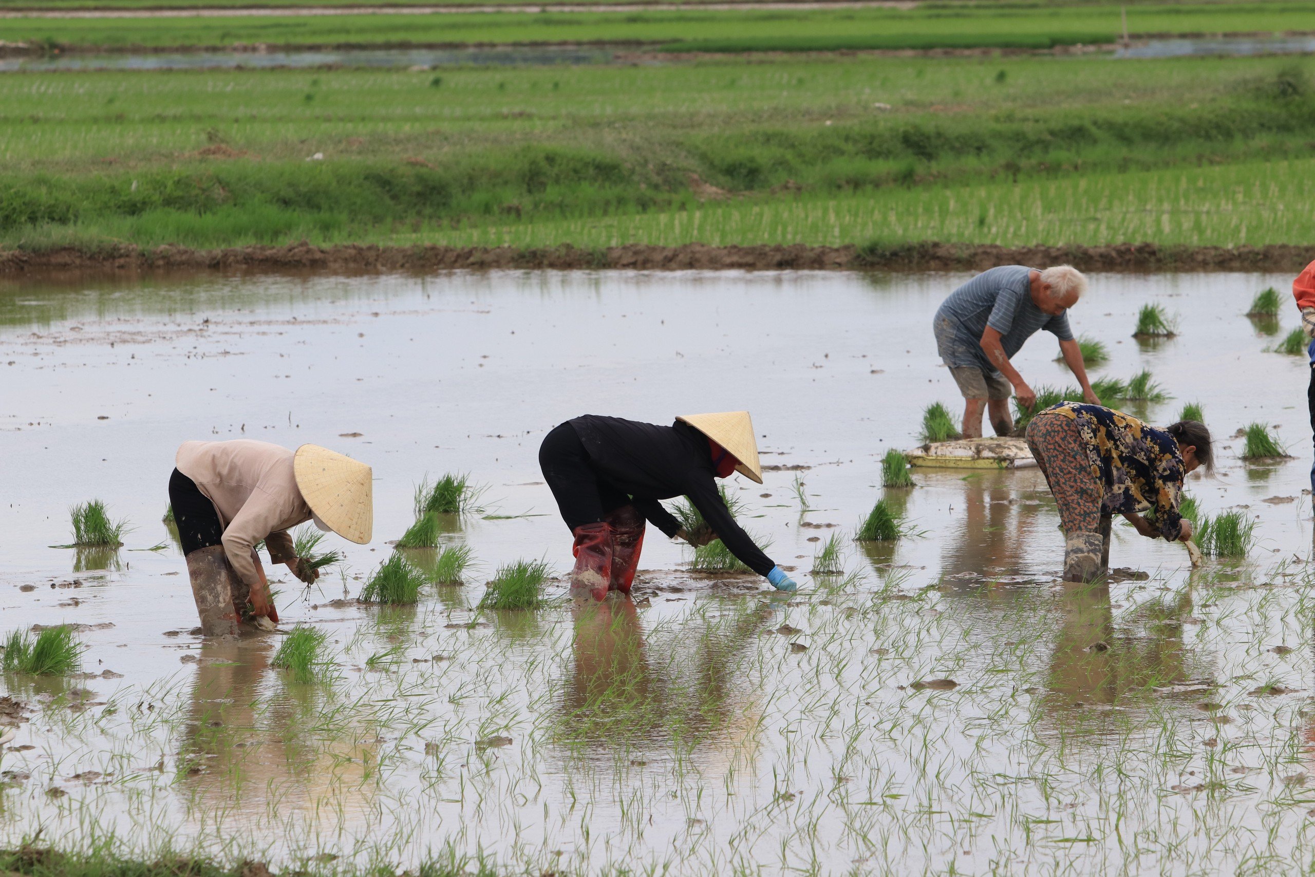 Dân sinh - Trả gần nửa triệu/ngày, chủ ruộng vẫn 'vàng mắt' tìm người cấy thuê (Hình 3).