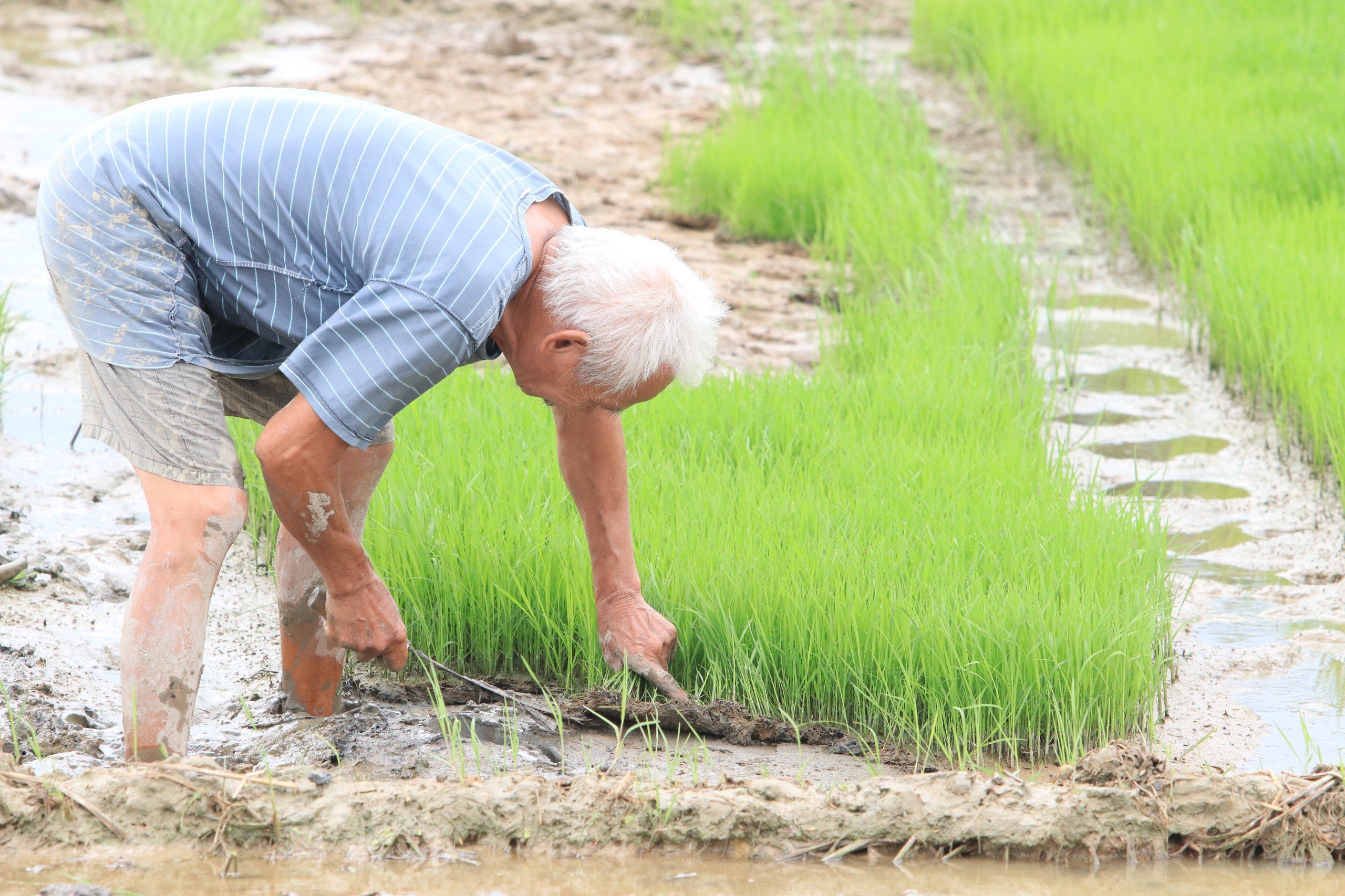 Dân sinh - Trả gần nửa triệu/ngày, chủ ruộng vẫn 'vàng mắt' tìm người cấy thuê (Hình 6).