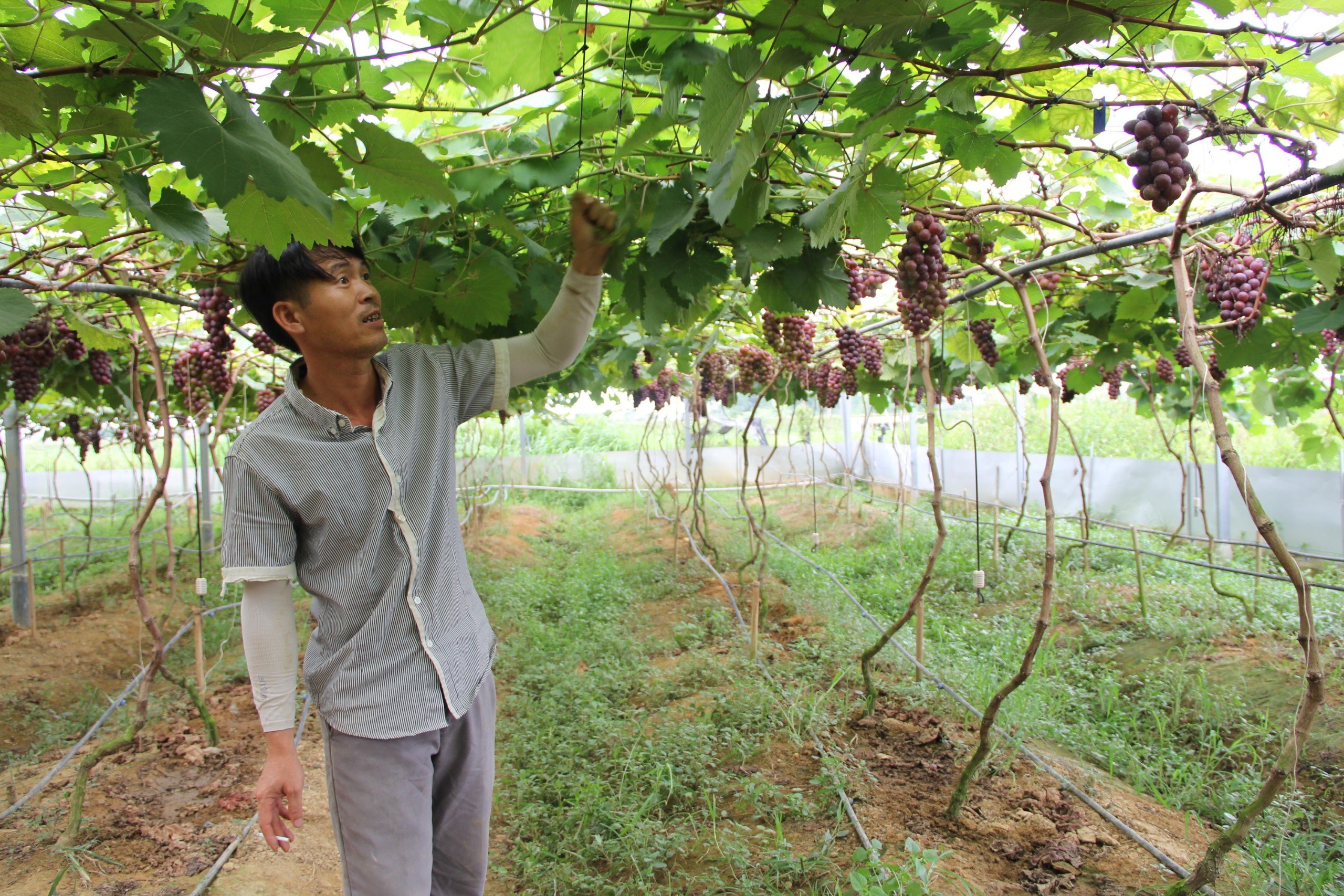 Dân sinh - Học lỏm bí quyết khi đi XKLĐ, anh nông dân trồng loại quả thu nhập khủng (Hình 3).