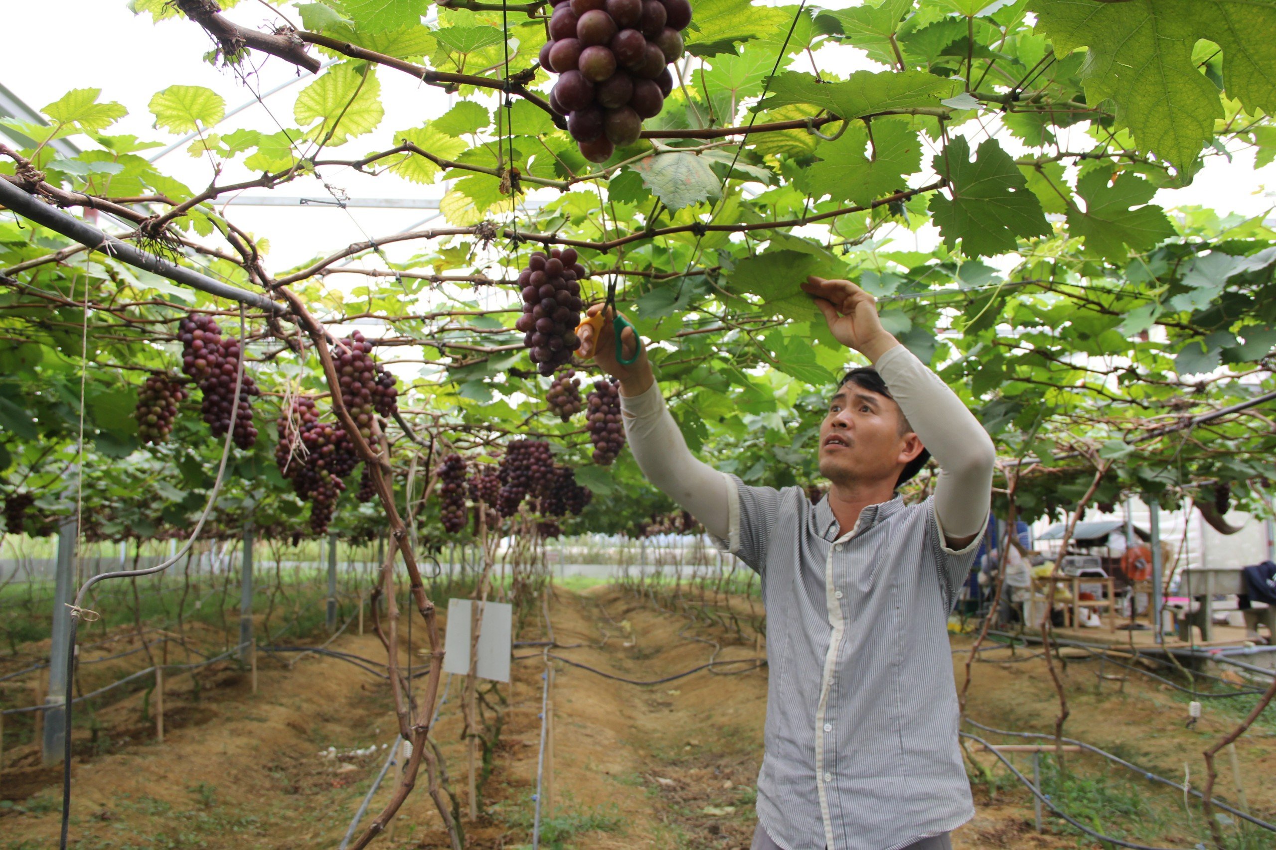 Dân sinh - Học lỏm bí quyết khi đi XKLĐ, anh nông dân trồng loại quả thu nhập khủng (Hình 4).