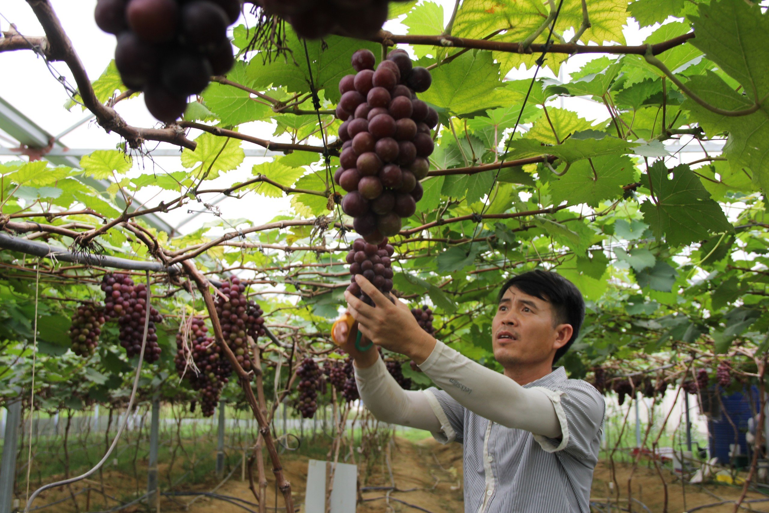 Dân sinh - Học lỏm bí quyết khi đi XKLĐ, anh nông dân trồng loại quả thu nhập khủng (Hình 8).