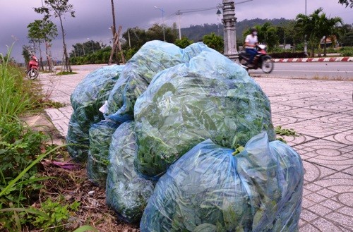 Tiêu dùng & Dư luận - Nghịch cảnh trâu bò được vỗ béo bằng nước mắt người nông dân (Hình 3).