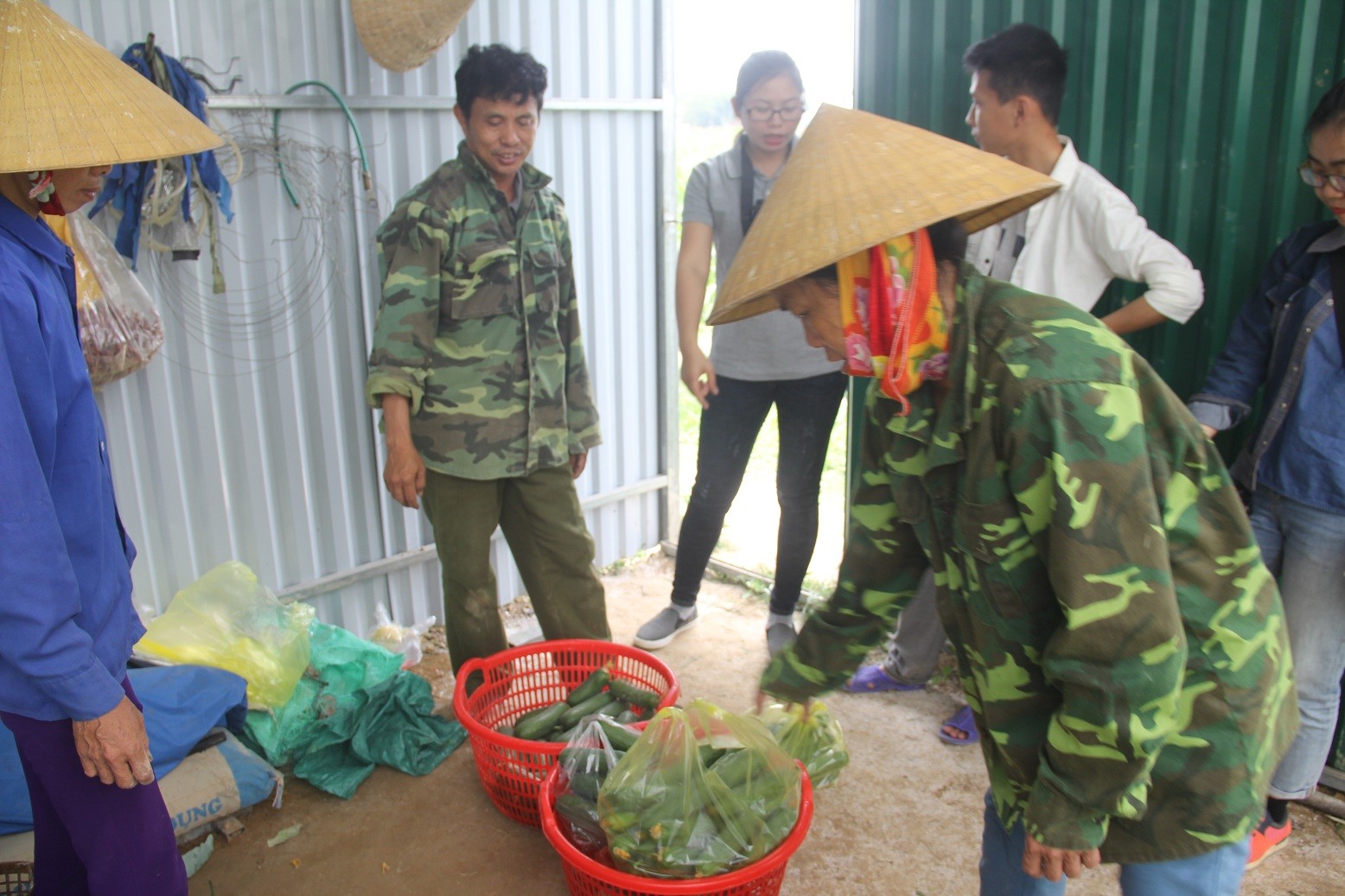 Mỗi ngày, gia đình Thẩm thu hái được trung bình khoảng 200kg - 300kg dưa leo, giá 23.000đồng/kg. Theo Thẩm, loại dưa này thu hoạch từ 3 - 4 tháng mới hết mùa vụ.  