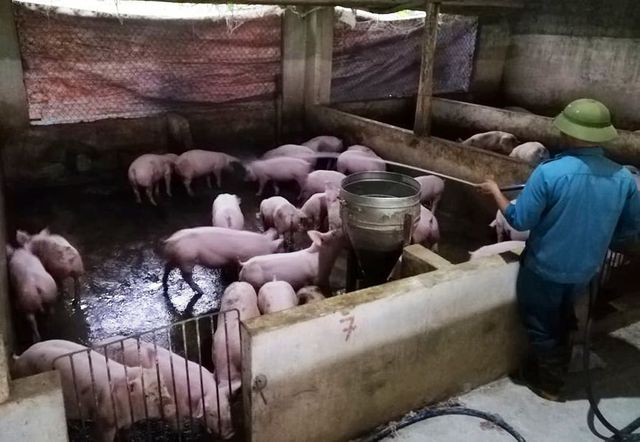 Tin nhanh - Nghệ An: Lại xuất hiện th&ecirc;m 2 ổ dịch tả lợn Ch&acirc;u Phi