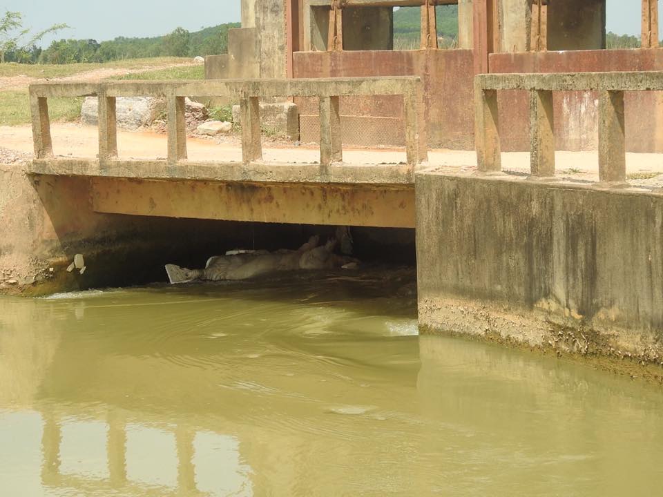 Tin nhanh - Nghệ An: Dịch tả lợn châu Phi lan khắp nơi, người dân vứt lợn chết trên sông