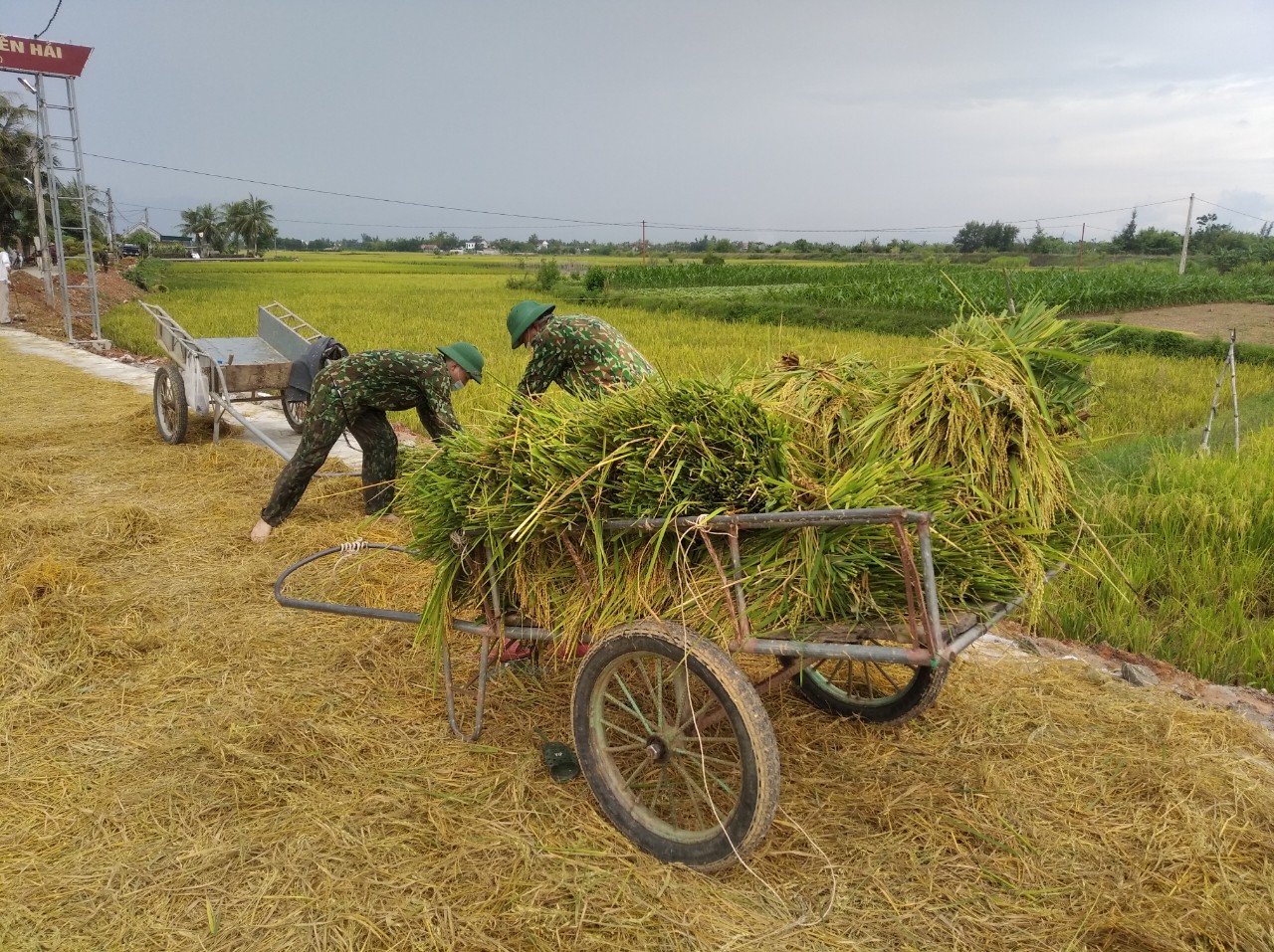 Bĩnh tĩnh sống - Xúc động mùa giãn cách: Áo xanh bộ đội trên cánh đồng vàng (Hình 5).