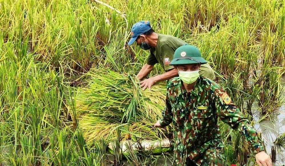 Bĩnh tĩnh sống - Xúc động mùa giãn cách: Áo xanh bộ đội trên cánh đồng vàng (Hình 4).