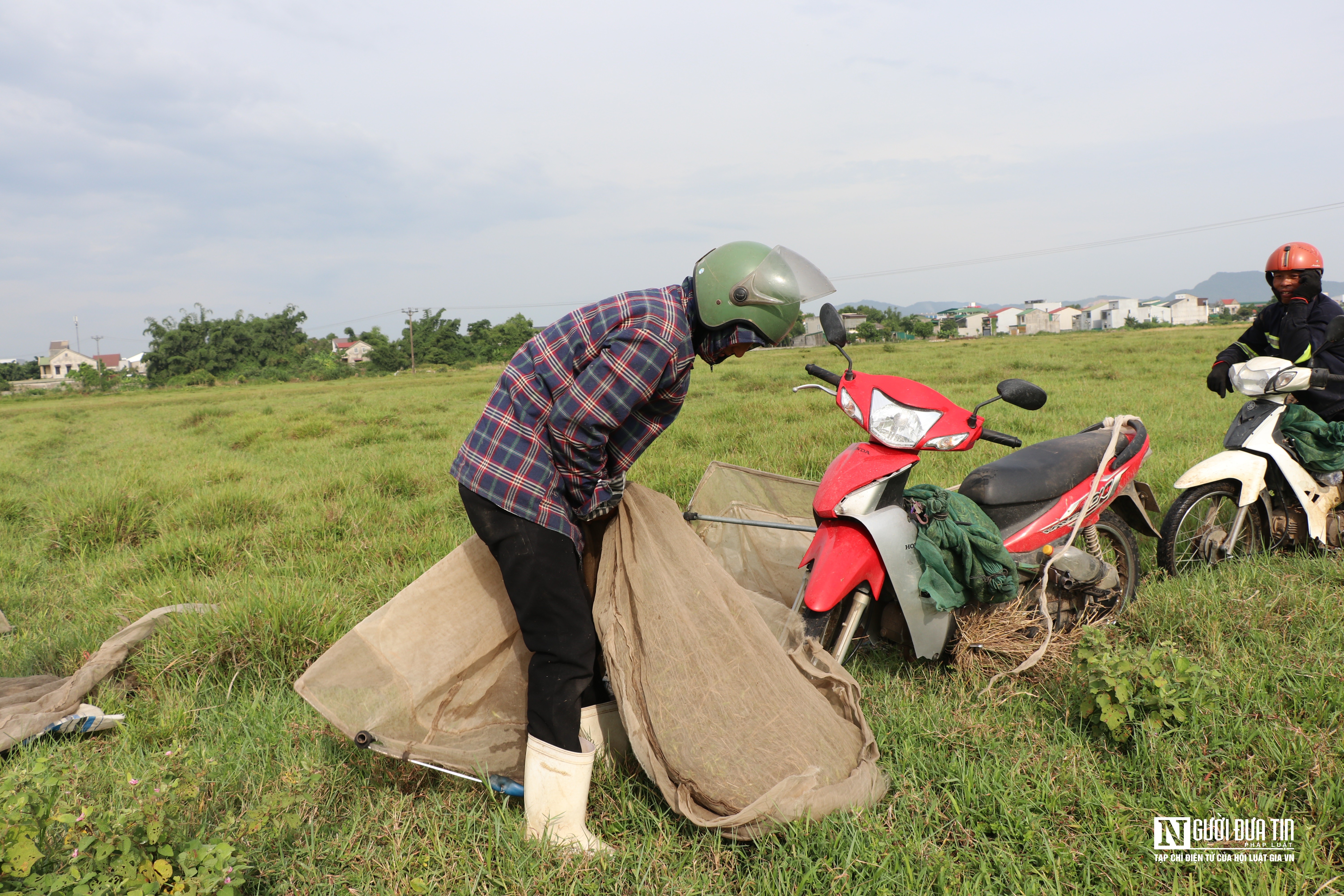 Dân sinh - Kiếm tiền triệu mỗi ngày nhờ chạy xe máy săn châu chấu trên cánh đồng (Hình 9).