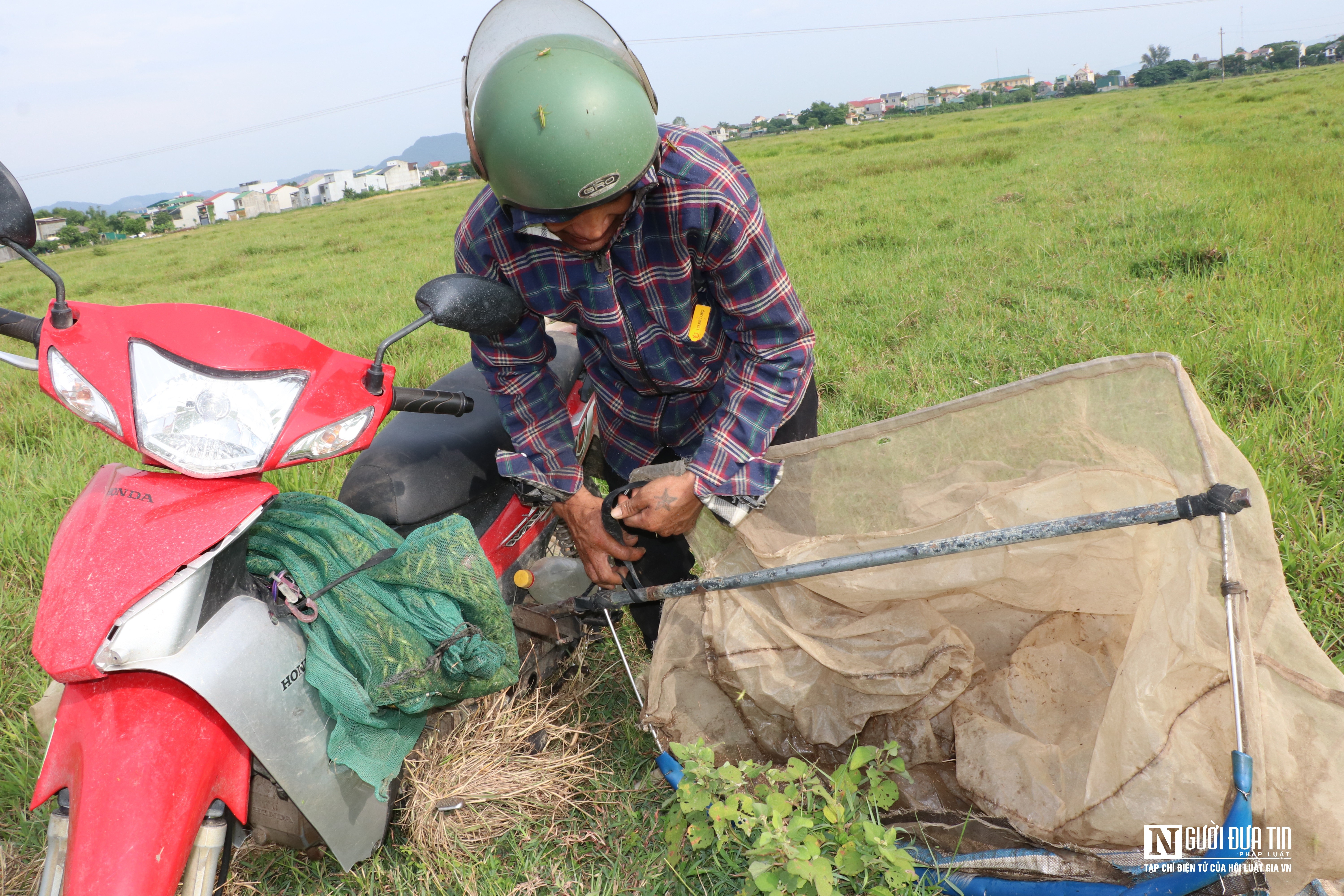 Dân sinh - Kiếm tiền triệu mỗi ngày nhờ chạy xe máy săn châu chấu trên cánh đồng (Hình 5).