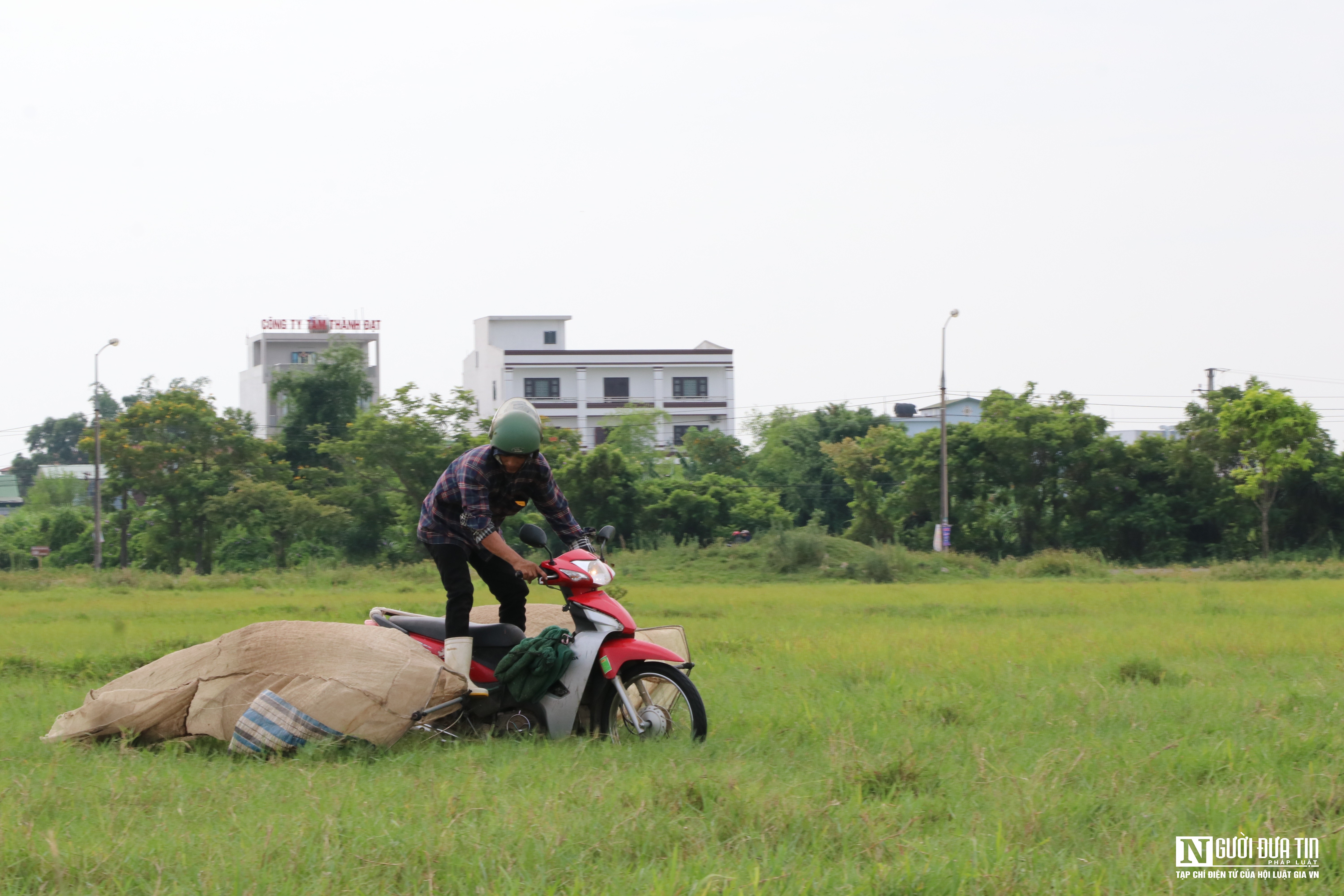 Dân sinh - Kiếm tiền triệu mỗi ngày nhờ chạy xe máy săn châu chấu trên cánh đồng (Hình 10).