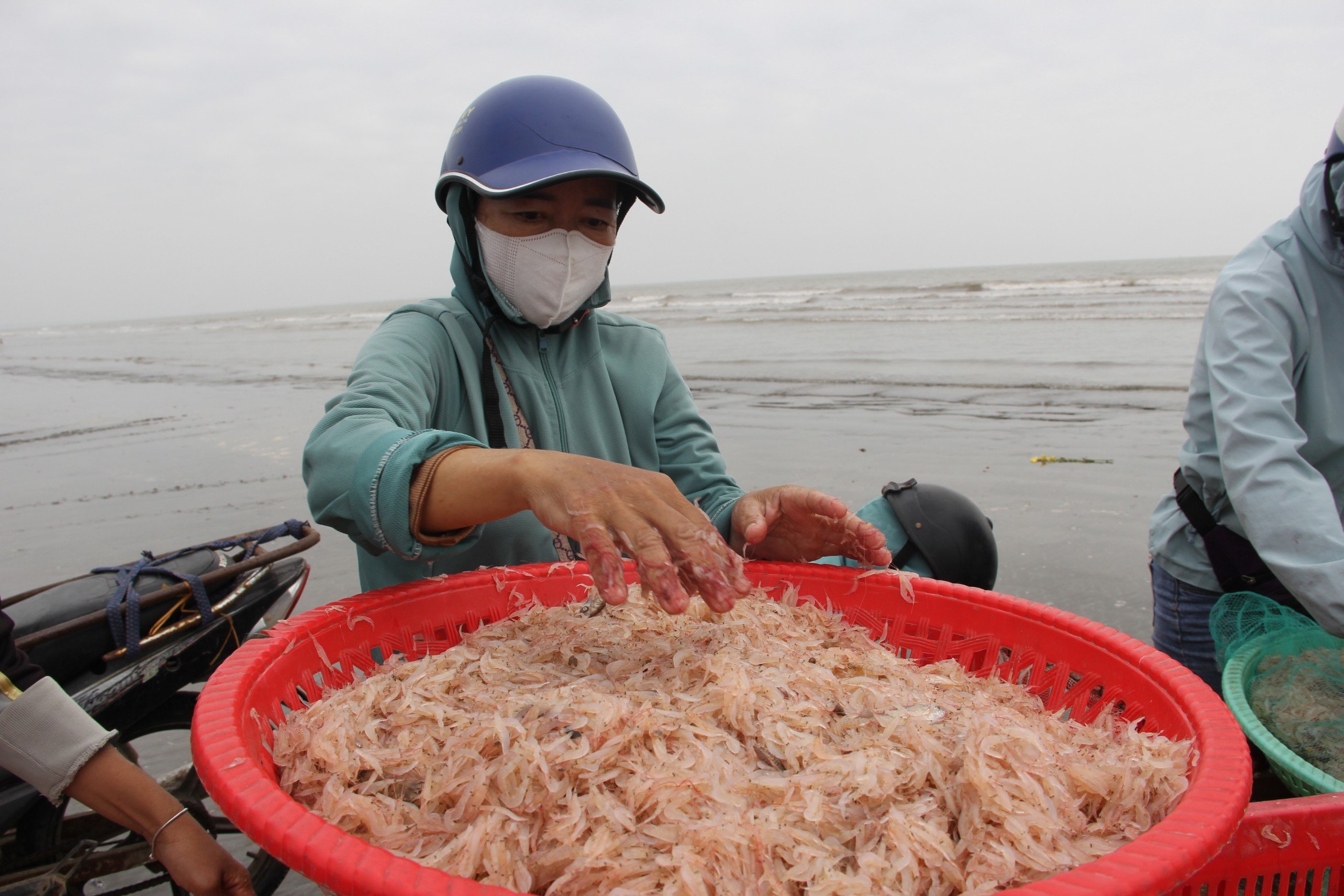 Dân sinh - Đầu năm ngư dân thu tiền triệu mỗi ngày nhờ 'lộc biển' (Hình 5).