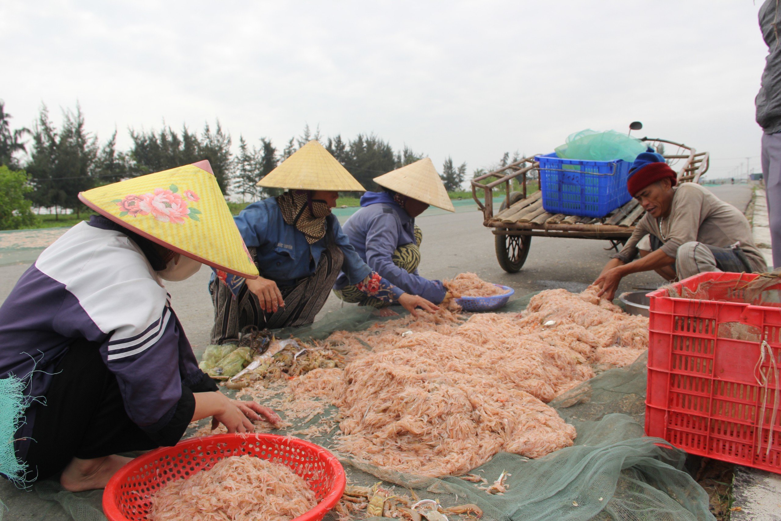 Dân sinh - Đầu năm ngư dân thu tiền triệu mỗi ngày nhờ 'lộc biển' (Hình 4).