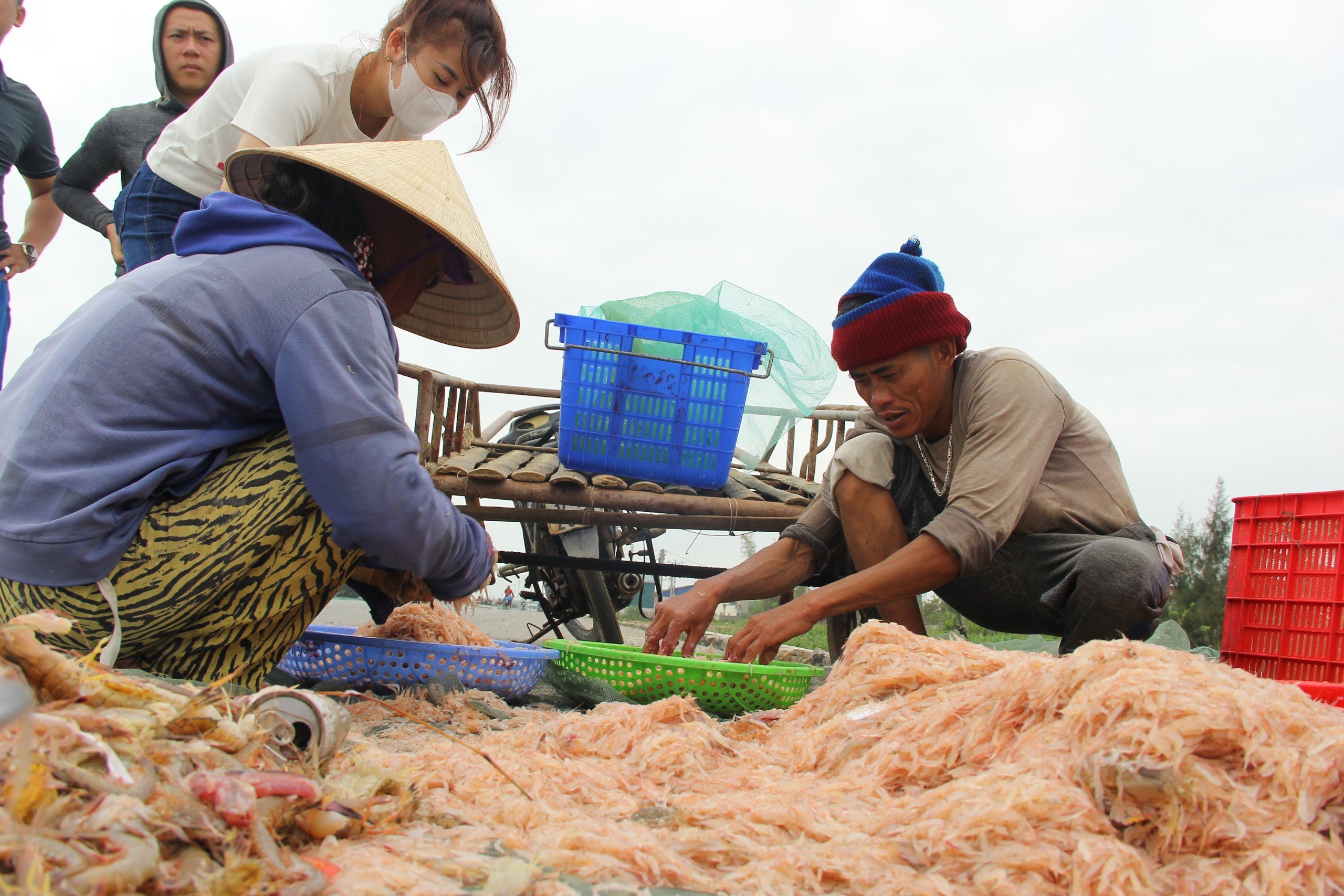 Dân sinh - Đầu năm ngư dân thu tiền triệu mỗi ngày nhờ 'lộc biển' (Hình 7).